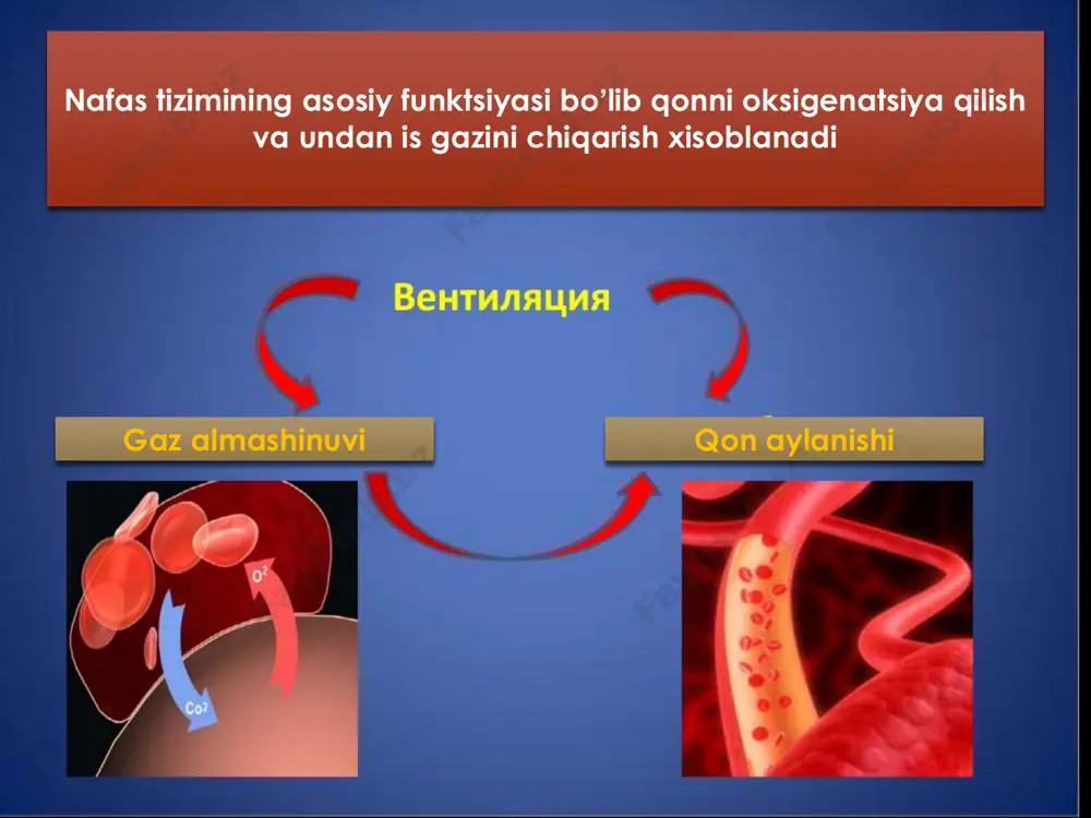 as yuqt taxikardiya, bradikardiya gipertenziya, gipotenziya аritmiya paradoksal pulьs аsistoliya koʼruv nervi diski shishi respirator entsefalopatiya koma o’nye gipoksemik (shunt-diffuz) oʼpka ichida qonning shuntlanishi bilan kechuvchi alьveolyar- kapillyar perfuziyaning buzilishi гиперкапник (вентиляцион) keskin alveolyar gipoventilyatsiya bilan kechuvchi ventilyatsion- perfuzion nisbatning patologik ortishi aralash giperventilyatsiya, alьveolyar- kapillyar nisbatning ortishi а  yuqori nafas yoʼllari obstruktsiyasi bor yoki yoʼqligini baxolang  nafas yoʼllari oʼtkazuvchanligini taʼminlash  kislorod taʼminoti в  koʼkrak qafasi ekskursiyasini baxolang nafas xarakatlari chuqurligi, simmetrikligi, chuqurligini baxolang аuskulьtatsiya spo2 oʼlchash с oyoq-qoʼllar temperaturasini baxolang  kapillyarlar toʼltishish vaqtini baxolang  аb va pulьsni oʼlchash  venoz qon tomirga tushish qon taxlili qonning gaz tarkibi meʼyoriy koʼrsatkichlari arterial venoz o’pka arteriyasi 100 40 40 96-98 70 75 40 46 45 7.40 7.36 7.35 вентиляция
