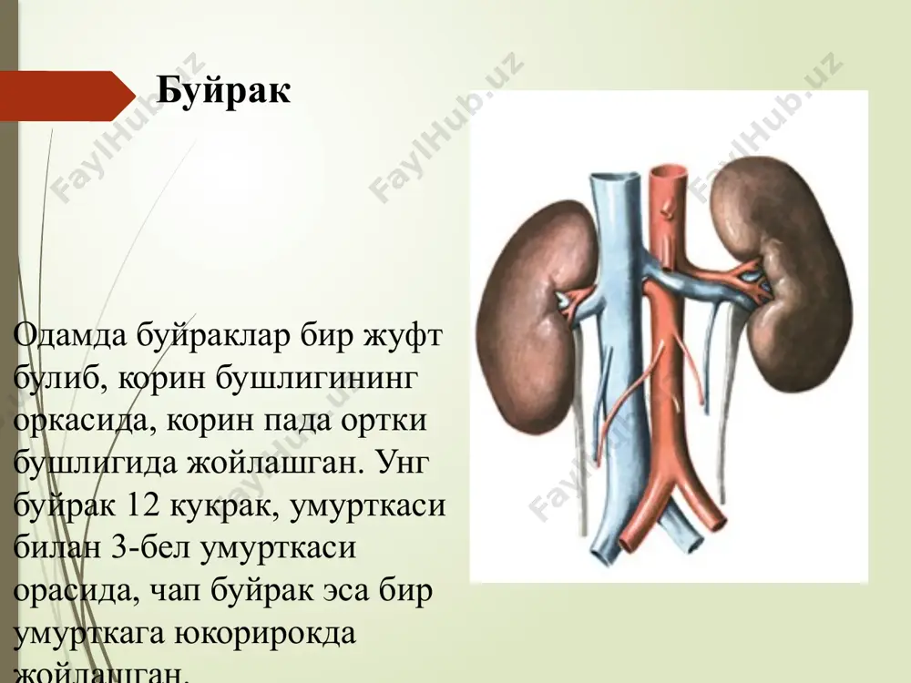 давом этади. бу найчалар пўстлоқнинг pars radiata соҳасида жойлашади. бурама найчанинг давоми тўғрилани буйракнинг мағиз қисмига ўтади. тўғри найчалар генли қовўзлоғин ҳосил этиб, иккиламчи бурама найчаларга давом этган холда яна пўстлоқ қисмида пайдо бўлади. найчалар тўғриланиб, буйракнинг мағиз қисми орқали ўтиб, ўзаро шундай найчаларнинг қўшилиши натижасида йиғувчи найчаларни ҳосил этган холда ductus papillares сўрғичлари соҳасида foramina papillaria тешикларига очилади. нефрон буйракнинг морфо-функционал бирлигини нефрон дейилади. нефрон деб - бўйрак таначаси ва тўғри келадиган буйрак найчалар йигиндисига (бирламчи бурама найча, генли қовўзлоғи, иккиламчи бурама найча, тўғри найча) айтилади. ҳар бир буйракда бир миллион нефрон бўлади. нефронда сийдик ҳосил бўлади. буйрак таначаси соҳасида, капсуланинг ичига қоннинг суюқ қисми ажралади - бу суюқлиққа бирламч сийдик дейилади. найчалар орқали ўтаётган суюқлиқдан сув, глюкоза, аминокислоталар, баъзи тузлар қайтадан қонга сўрилади ва натижада иккиламчи сийдик ҳосил бўлади. буйракнинг ўзига хос қон айланиш системаси бўлади. буйрак ичига йўналган буйрак артерияси a. polares superiores, a. centralis, a. polares …