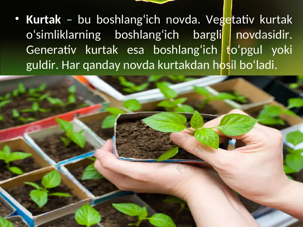 bo‘rtib, yangi barg yoki gul chiqarishi ma’lum bir vaqt ichida o‘tadi. bu davr faza deyiladi. yuqorida aytilganidek, kurtaklar gul va barg hosil qiladigan turga bo‘linadi. gul hosil qiladigan kurtaklar, odatda, barg hosil qiladigan kurtaklardan yirikroq bo‘ladi. masalan, o‘rik, bodom, olxo‘ri va atirgulda. o‘zbekistonda bahor kelishi bilan o‘simliklarning juda ko‘p chiligida (terak, chinor, tut, jiyda, atirgul va na’matakda) barg kurtaklaridan barg, gul kurtaklaridan gul chiqadi. o‘rik, bodom, olxo‘ri, olcha, shaftoli kabilarda dastlab gul kurtaklaridan gul ochilib, so‘ngra barg kurtaklaridan barg chiqadi. savol va topshiriqlar kurtaklar nega boshlang‘ich novda deyiladi? kurtaklar o‘sganda qanday o‘zgarish yuz beradi? hamma daraxt va butalarda ham dastlab gul, so‘ngra barg yoziladimi? erta bahorda birinchi bo‘lib qaysi daraxt va butalar gullaydi?