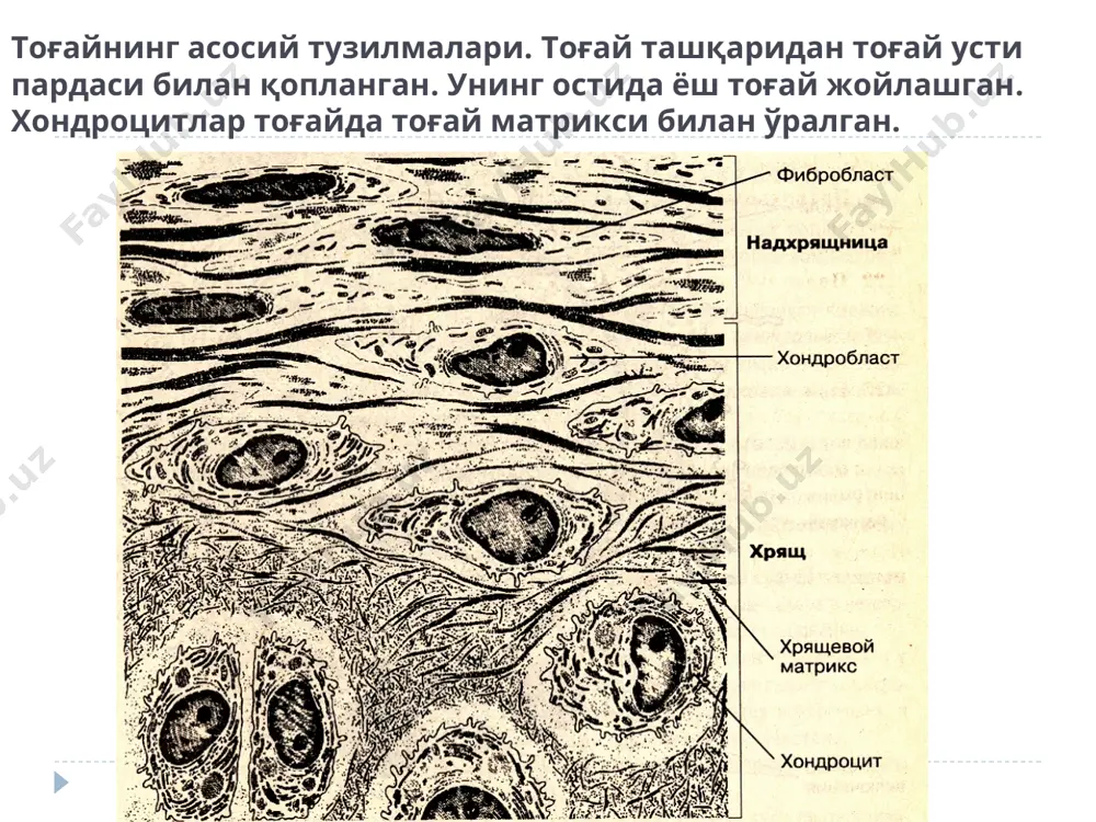 тоғай ва суяк тўқималари - Page 5