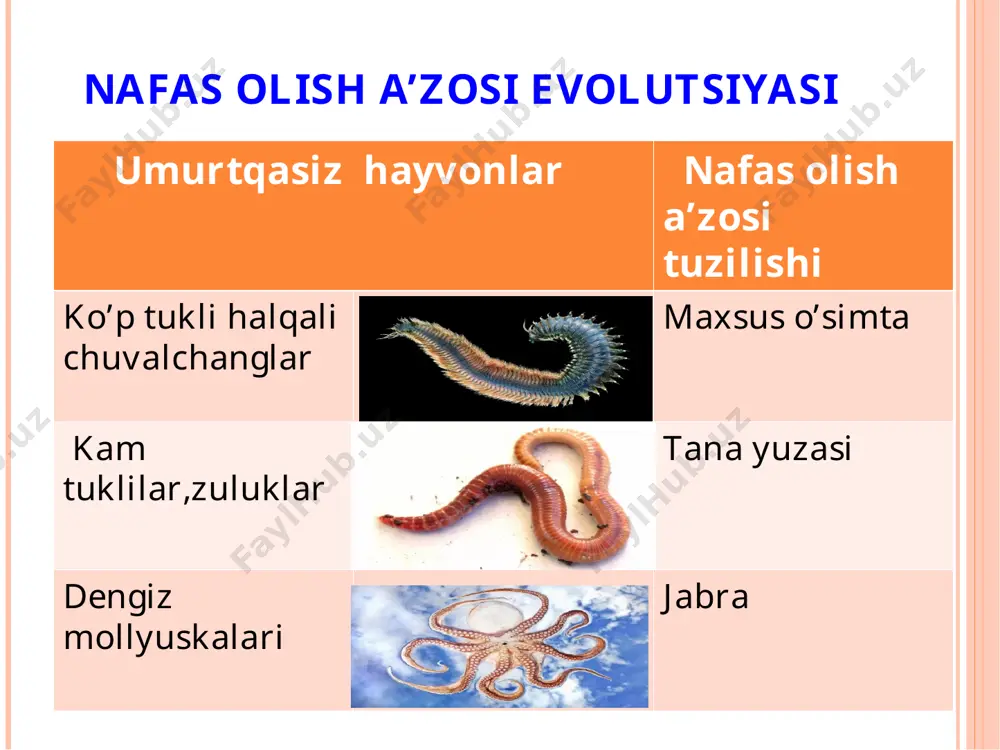 hayvonlarning nafas olish organlari evolutsiyasi - Page 5