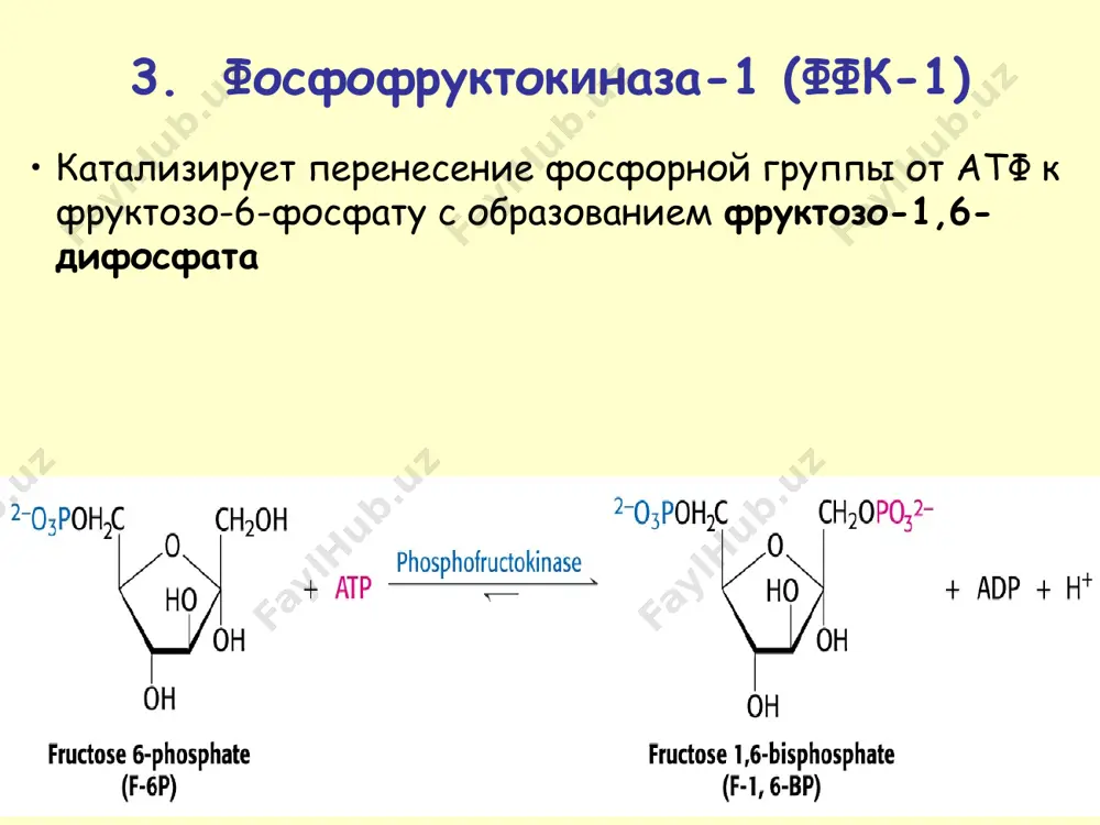 metabolizm uglevodov - Page 5