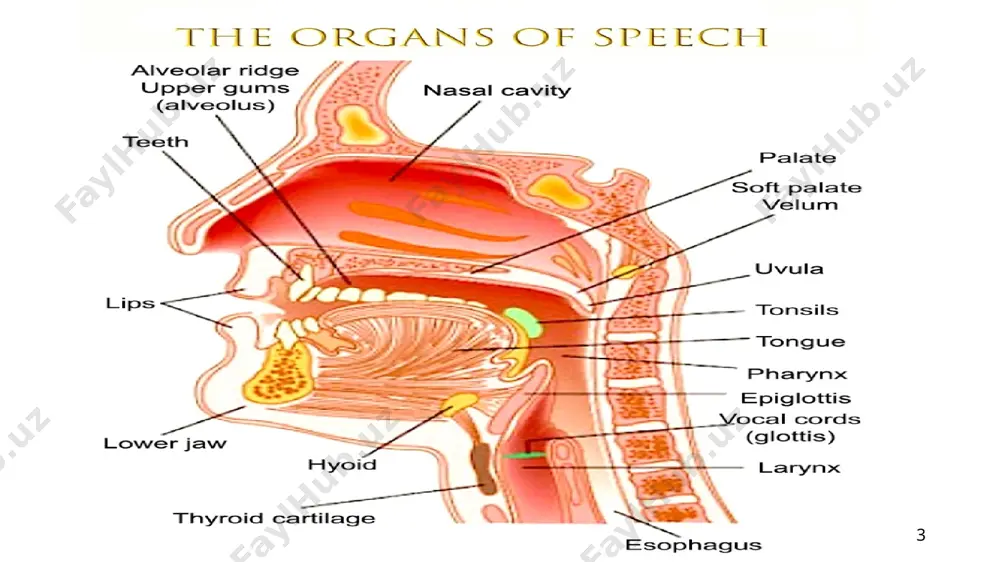 the organs of speech - Page 3