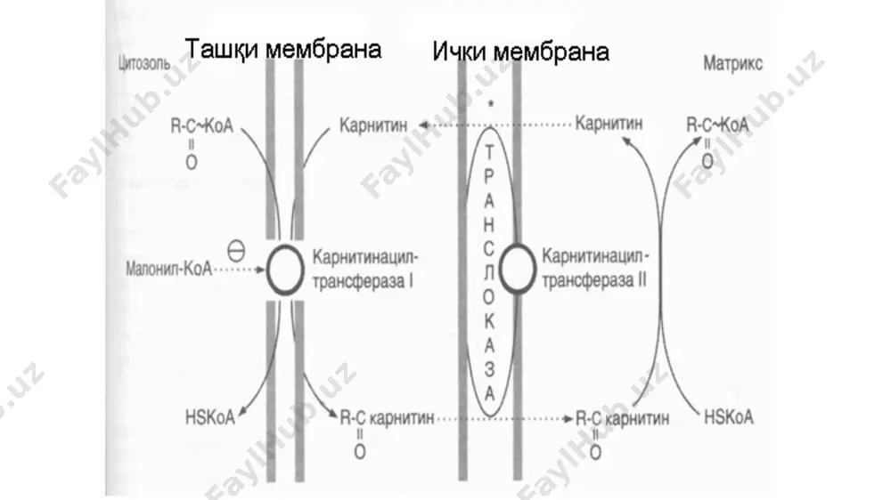 fiy allosterik effektor bo‘lib, fermentni ingibirlaydi. natijada sitrat va izotsitrat miqdori ko‘payadi. ular mitoxondriyalarni tark etib atseti koa-karboksilazaga ta’sir etadi. fosfoglitseridlar biosintezi muhim glitserofosfolipidlar sintezi hujayra endoplazmatik to‘rida yuz beradi. misol tarzida fosfatidiletanolamin biosintezini ko‘rib chiqamiz. bu jarayonda dastlab etanolamin etanolaminkinaza ishtirokida fosforillanishi natijasida fosfoetanolamin hosil bo‘ladi. fosfaetanolamin stf bilan etanolaminfosfatsitidiltransferaza ishtirokida reaksiyaga kirishi natijasida sdf-etanolamin hosil bo‘ladi: etanolaminfosfotransferaza ishtirokida sdf-etanolamin 1,2 diglitserid bilan reaksiyaga kirishadi va fosfatidiletanolamin hosil bo‘ladi. sdf-etanolamin +1,2 diglitserid → fosfatidiletanolamin + smf fosfoglitseridlar biosintezi fosfatidiletanolamin fosfatidilxolin (letsitin)ning o‘tmishdoshi bo‘lib, uning metillanishi natijasida letsitin sintezlanadi. bu jarayonda s adenozilmetionin metil guruhi donori vazifasini o‘taydi, metiltransferaza ishtirok etadi: fosfatidilxolin quyidagi yo‘l bilan ham sintezlanishi mumkin: yog‘lar sarflanishining kuchayishi yoki kaxeksiya yog‘lar sarflanishining kuchayishi va organizmning o‘ta ozib ketishi kaxeksiya deb nomlanadi. bu holat quyidagi omillarga bog‘liq: alimentar omil: iste’mol qilgan ovqat kaloriyasi jihatidan past bo‘lib sarflanayotgan energiya yuqori bo‘lgan holatlarda; b) saraton kasalligi rivojlanayotganda; o‘sma to‘qimasida modda …