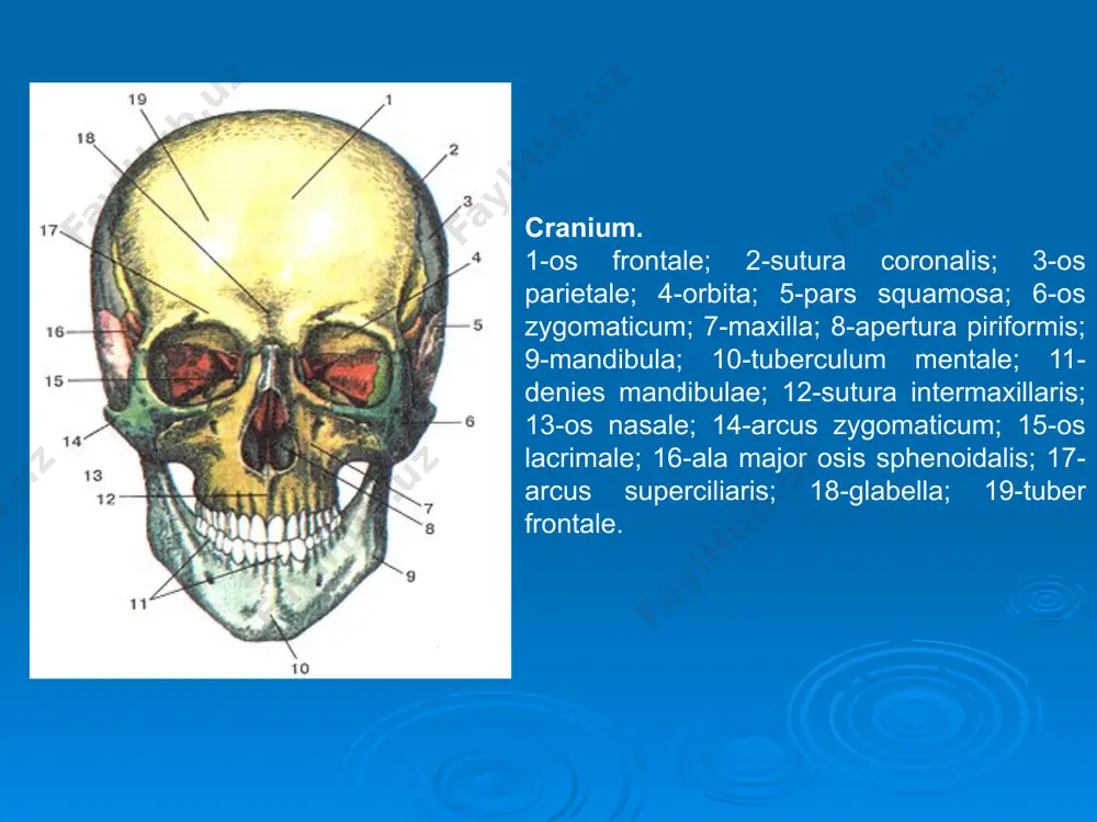 -gopalatinus; 10-lamina lateralis; 11-hamulus pterygoideus; 12-lamina medialis processus pterygoidei; 13-processus vaginalis; 14-critsa sphenoidalis; 15-incisurapterygoidea; i6-canalis pterygodeus; 17-foramen rotundum; 18-crista infratemporalis; 19-facies orbitalis alamajoris; 20-facies temporalis ala majoris. os occipitale. 1-sulcus sinus sagittalis superioris; 2-squama ossis occipitalis; 3-protu-berantia occipitalis interna; 4-crista occipitalis interna; 5-foramen magnum; 6-sulcus sinus sigmoidei; 7-canalis condilaris; 8-sulcus sinus petrosi inferioris; 9-clivus; 10-pars basilaris; 11-pars lateralis; 12-incisurajugularis; 13-tuberculum jugularis; 14-processusjugularis; 15-fossa occipitalis inferior; 16-sulcus sinus transversus; 17-fossa occipitalis superior. os occipitale. 1-linea nuchalis supreme; 2-protuberantia occipitalis externa; 3-linea nuchalis superior; 4-linea nuchalis inferior; 5-canaiis condilaris; 6-condylus occipitalis; 7-processus intrajugularis; 8-tuberculum pharyn-geum; 9-pars basilaris; 10-pars lateralis; 11-incisura jugularis; 12-processusjugularis; 13-fossacondylaris; 14-foramen magnum; 15-facies nuchalis; 16-crista occipitalis extema; 17-squama occipitalis . os ethmoidale. 1-cristagalli; 2-lamina orbitalis; 3-lamina perpendicularis; 4-processus uncinatus; 5-concha nasalis media; 6-concha nasalis superior; 7-cellu-lae ethmoidales. os ethmoidale. 1 -lamina perpendicularis; 2-concha nasalis media; 3-cristagalli;4-cel-lulae ethmoidales; 5-lamina cribrosa; 6-lamina orbitalis; 7-sulcus eth-moidalis anterior; 8-processus uncinatus. ethmoidal bone. superior …