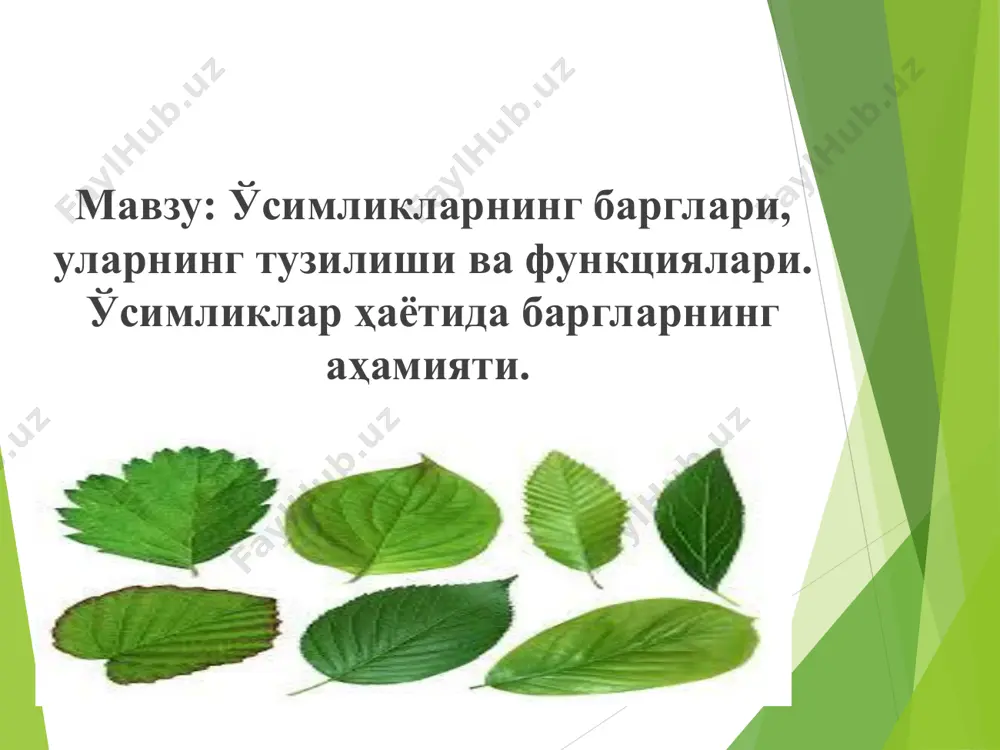 ррасини тўғрилаб, ўгрилиб олади. ўсимликлар имкони борича, кўпроқ ёруғлик тутиб қолиш учун, одатда, барг юзасини кенгайтиради. шунинг учун ҳам ўсимликлар баргининг умумий юзаси, кўпинча, жуда катта бўлади. масалан, бир гектар бедазордаги ҳамма ўсимликлар баргининг умумий юзаси 850 кв. м га яқин бўлади. барглар пояда ҳамма ўсимликларда ҳам бир ҳил жойлашавермайди, аммо ҳамма вақт маълум тартибда жойлашади. баъзан, поянинг ҳар қайси бўғимида фақат биттадан барг бўлади, барглар поя бўйлаб пастдан юқорига қараб бирининг кетидан иккинчиси, гўё навбат билан жойлашади. баргларнинг бундай жойлашуви навбат билан жойлашиш деб аталади. бунда барглар, кўпинча, поянинг ҳар хил томонларидан бўғимларга бирикиб, спираль шаклида жойлашади. масалан, ток, олма ва оличаларнинг барги спиралсимон жойлашган. бошқа ўсимликлар, масалан, ялпизнинг барглари қарама-қарши жойлашган, бунда поядаги битта бўғимдан бир-бирига қарама-қарши томондан иккитадан барг чиқади. баргларнинг бундай жойланиши қарама-қарши жойланиш деб аталади. баъзан ҳар қайси бўғимдан поя атрофини ҳалқа шаклида ўраб олган уч, тўрт ва ундан ортиқ барг чиқади. баргларнинг бундай жойлашуви …