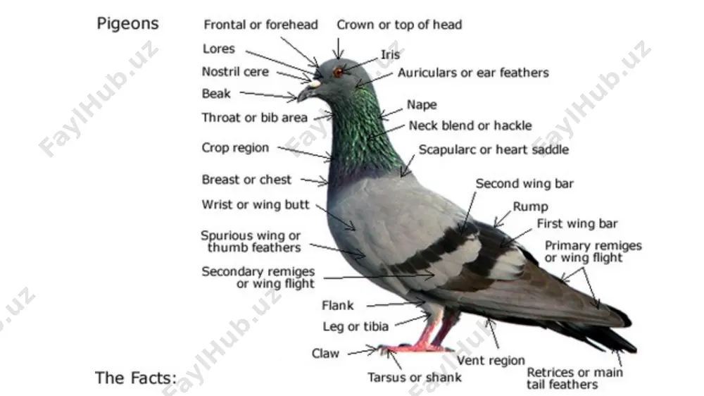 pigeons - Page 4