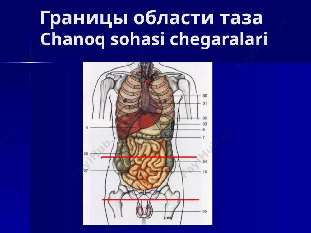an ta'minlaydigan shoxlar chiqib ketadi: - yuqori siydik arteriyasini chiqaradigan kindik arteriyasi; - pastki siydik arteriyasi; - bachadon arteriyasi - ayollarda, erkaklarda - vas deferens arteriyasi; = o'rta rektal arteriya; ichki jinsiy arteriya. - ichki yonbosh arteriyalarining orqa shoxlaridan tos suyagi devorlarini ta'minlovchi shoxchalar mavjud: ilio-bel arteriyasi; lateral sakral arteriya; obturator arteriya; yuqori gluteal arteriya; pastki gluteal arteriya. вены тазовой области париетальные ветви внутренних подвздошных артерий сопровождаются двумя одноименными венами. висцеральные вены образуют вокруг органов хорошо выраженные венозные сплетения. различают венозное сплетение мочевого пузыря, предстательной железы, матки, влагалища и прямой кишки. вены прямой кишки, в частности, верхняя прямокишечная вена, посредством нижней брыжеечной вены впадают в воротную вену, средние и нижние прямокишечные вены – в систему нижней полой вены. они соединяются между собой, образуя портокавальные анастомозы. из других венозных сплетений кровь оттекает в систему нижней полой вены. tos sohssi vena tomirlari ichki yonbosh arteriyalarining parietal shoxlari bir xil nomdagi ikkita tomir …