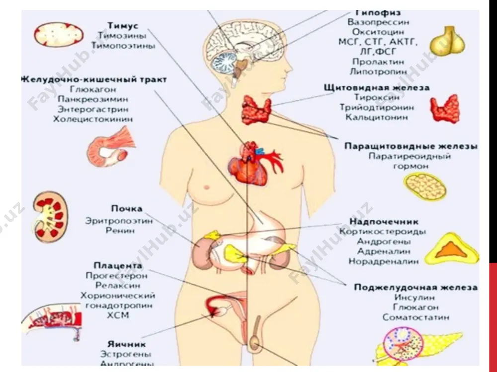 – гипотиреоз цнс легковозбудимость заторможенность to тела повышена понижена кожные покровы обильный пот сухие кальцитонин паращитовидные железы паратгормон депонирует кальций в костях высвобождает кальций из костей са 2+ * надпочечники корковый слой мозговой слой адреналин, норадреналин стероидные гормоны адаптация организма к острому стрессу тималин и др. вилочковая железа (тимус) является источником т-лимфоцитов - центральным органом иммунной системы. размеры тимуса максимальны в детском возрасте, но после начала полового созревания он подвергается значительной атрофии. тимозин регулирует рост скелета, участвует в управлении иммунными реакциями нейрогормоны гипоталамуса и гипофиза вазопрессин антидиуретическое действие окситоцин вызывает сокращение матки гонадотропные гормоны регуляция работы половых желёз соматотропин гормон роста регулирует рост костей и мышц тиреотропин регулирует функцию щитовидной железы липотропин регулирует жировой обмен, предшественник эндорфина пролактин регулирует лактацию адренокортикотропин стимулирует функцию надпочечников гормон роста соматотропин карликовость гигантизм акромегалия шишковидная железа (эпифиз) мелатонин регулирует деятельность эндокринной системы, кровяное давление, периодичность сна * функционал холати бўйича: а) гипертиреоид — без …