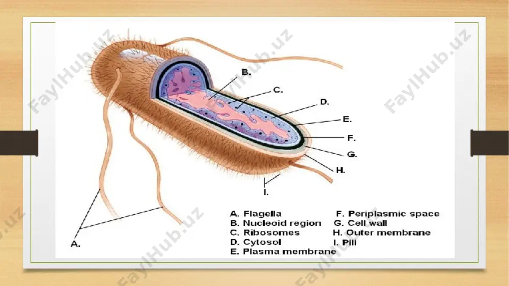 r o ilasig a m a n su b p ato g en mikroblaming ko'payishini to'xtatish xususiyatidan foydalan ib, ulardan ichak kasalliklarini davolash va oldini olish uchun ishlatiladigan biologik preparatlar (kolibakterin, koli-autovaksina) tayyorlanadi. patogen ichak tayoqchasi klinik belgilari og'ir kechishi va davom etishi bilan bir-biridan farq qiladigan yuqumli kasalliklami keltirib chiqaradi. ichak tayoqchasi, asosan, koli-enterit kasalligining qo'zg'atuvchisi hisoblanadi. infeksiya manbai bemor va bakteriya tashuvchilardir. patogen mikrob alimentar y o i bilan, ba’zan bilvosita aloqa, havo-tomchi va chang orqali yuqadi. asosiy yuqish yo'li fekal-oral, bunda odam ifloslangan oziqovqat, suv orqali kasallanadi. koli-enterit ko'pincha chaqaloq va yosh bolalarda uchraydi. bu kasallikka, asosan, chala tu g 'ilg a n , su n ’iy ovqatlantiriladigan, darmonsiz, raxit va gipotrofik bolalar chalinadi. bolalardagi koli-enteritning qo'zg ‘atuvchisi esherixiy kolinin g 025,026, 044,055,086,091,0111,0114,0119,0125,0126,0127,0128,01 41,0146 va boshqa seroguruhlaridir. ichburug'ga o'xshash kasallikning qo'zg'atuvchilari esherixiy kolining 023,028,032,0115,0124,0136,0143,0144,0151 va boshqa seroguruhlari, bular ayrim biologik xususiyatlari bilan ichburug' qo'zg'at uvchilariga o'xshaydi. enteropatogen …