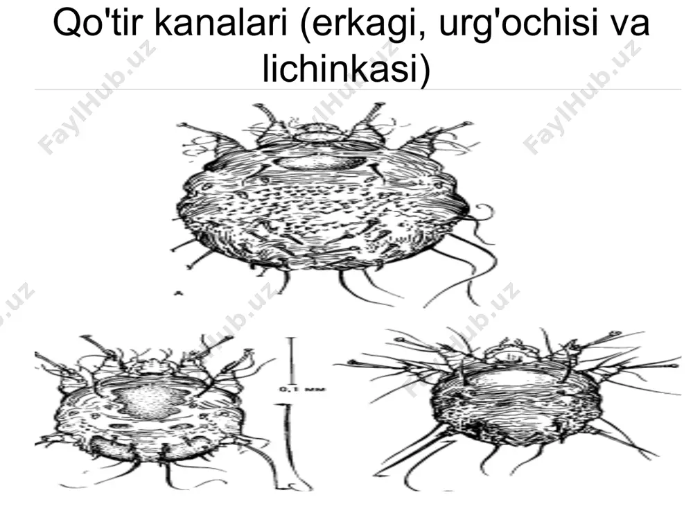 qo'zg'atuvchisi (sarcoptes scabiei) - Page 5