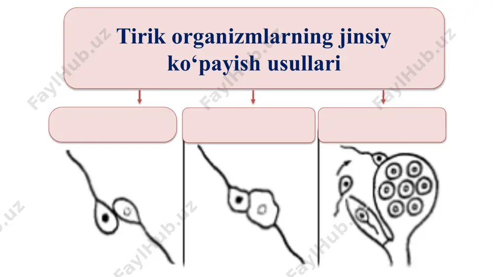 na bo‘shlig‘i, o‘rta va orqa ichagi, anal teshigining rivojlanganligi bilan yassi chuvalchanglardan farq qiladi. to‘garak chuvalchanglarning tuban tuzilgan guruhlarida kipriklarining bo‘lishi ularni kirpikli yassi chuvalchanglardan kelib chiqqanligini ko‘rsatadi. http://sammoi.uz https:/t.me/sammohm halqali chuvalchanglar ham qadimgi erkin yashovchi kiprikli yassi chuvalchanglardan kelib chiqqan. ko‘p tukli halqali chuvalchanglar lichinkalari tanasida kipriklarning bo‘lishi, nerv va ayirish sistemalari tuzilishining yassi chuvalchanglarnikiga o‘xshashligi yuqoridagi fikrning dalilidir. http://sammoi.uz https:/t.me/sammohm suv tubidagi balchiqda va tuproqda yashashga o‘tish bilan ko‘p tuklilarning harakat organlari reduksiyaga uchragan va ulardan kam tukli halqalilar, qadimgi kam tuklilardan esa zuluklar paydo bo‘lgan. http://sammoi.uz https:/t.me/sammohm molluskalarning tashqi ko‘rinishi va ichki tuzilishi yuqorida keltirilgan hayvonlarning birortasiga o‘xshamaydi. lekin dengizda yashovchi ikki pallali va qorinoyoqli molluskalar lichinkasining tuzilishi ko‘p tukli halqali chuvalchanglarnikidan deyarli farq qilmaydi. shuning uchun molluskalar va halqali chuvalchanglar qadimgi bitta umumiy ajdoddan kelib chiqqan deyish mumkin. http://sammoi.uz https:/t.me/sammohm bo‘g‘imoyoqlilar halqali chuvalchanglardan kelib chiqqan. yupqa kutikulasi pishiq tayanch skeletga aylandi, yurish oyoqlari paydo bo‘ldi. gavdaning …