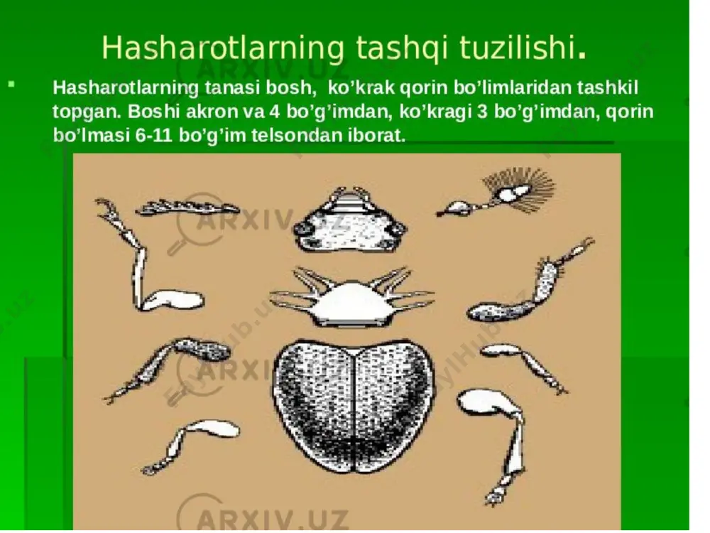 hasharotlar (insecta) - Page 4