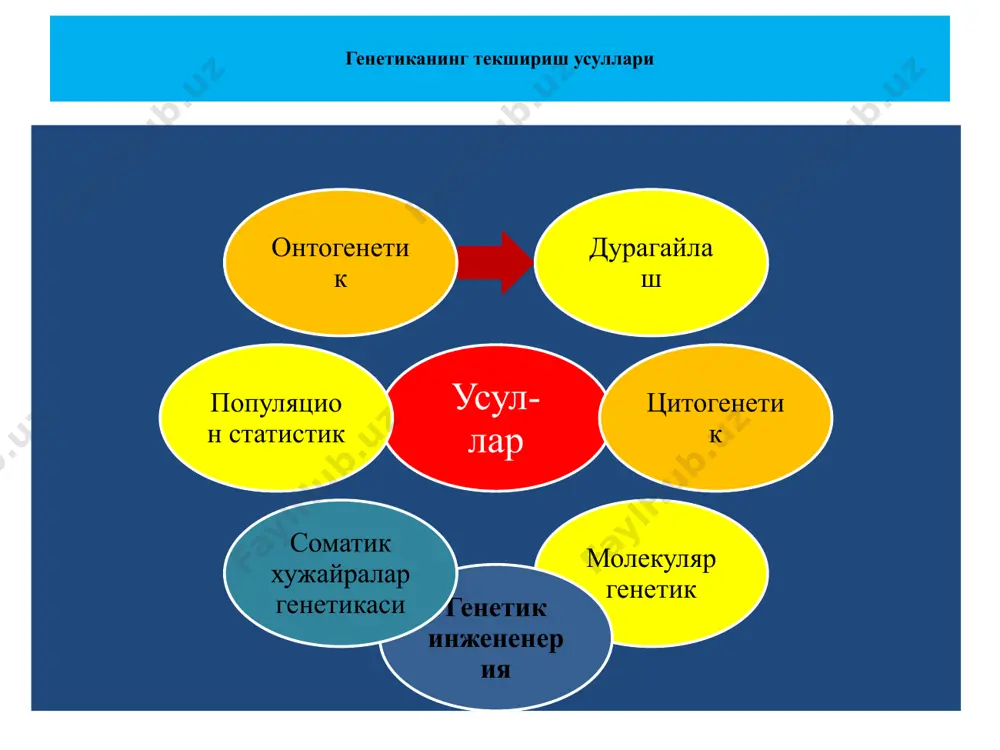 яти ирсиятнинг асосий конуниятлари белгиларнинг ирсий омиллар(ген-лар) оркали юзага чикиш конунияти ирсий омилнинг(ген-ларнинг) нисбатан доимий булишлиги конунияти ирсий омилнинг(ген-ларнинг)жуфт (аллел) холатда булиш конунияти белгиларнинг ирсийланиш конуниятлари биринчи авлод дурагайлари-нинг бир хиллилик конуни ирсий омилларнинг (генларнинг) мустакил таксимланиш конуни иккинчи авлод дурагайларида белгиларнинг ажралиш конуни монодурагай чатиштириш р ♀ аа х ♂ аа g а а а а ғ1 аа аа аа аа фенотип буйича: бир хил генотип буйича: бир хил, гетерозиготали р ♀ аа х ♂ аа g а а а а ғ2 аа аа аа аа фенотип буйича: 3 : 1 нисбатда ажралиш генотип буйича: 1 : 2 : 1 нисбатда ажралиш монодурагай чатиштиришнинг цитологик асослари р ♀ ● ● х ♂ ▌▌ g ● ● ▌ ▌ ғ1 ▌● ▌● ▌● ▌● фенотип буйича: бир хил генотип буйича: бир хил, гетерозиготали р ♀ ▌● х ♂ ▌● g ▌ ● ▌ ● ғ1 ▌▌ ▌● ▌● ● ● …