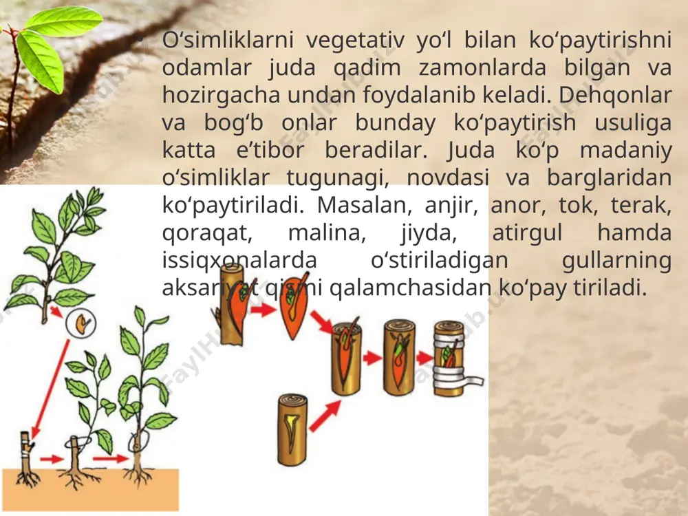 payvandtagdagi yoriqlarga po‘stlog‘i po‘stlog‘iga tegadigan qilib mahkam o‘rnatiladi. shundan so‘ng ponalar olib tashlanadi va qalamcha o‘rnatilgan joyga maxsus mumsimon modda suriladi yoki mustahkam chiptalar bilan boylab qo‘yiladi payvandlardan eng ko‘p tarqalgani kurtak payvanddir. payv andlash uchun kesib olinadigan kurtakli qalamcha payvandust deyiladi. payvand qilish uchun o‘stirilgan urug‘ko‘chat pay vandtag deyiladi. payvandlash uchun kurtaklari tinim davrida bo‘lgan bir yillik, quyoshda toblangan novdalar kesib olinadi. payvandlash uchun dastlab payvandtag po‘stlog‘i o‘tkir pichoq bi lan «t» harfi shaklida kesiladi. kesilgan joy po‘stlog‘i asta-sek in keriladi. ulanadigan kurtak biroz po‘st loq va yog‘ochligi bilan birga kesib olinadi va payvandtagdagi ochil gan po‘stloq orasiga joylanadi, so‘ngra rasmda ko‘rsatilgan idek, yuqoridan pastga qarab chipta bilan o‘rab bog‘lanadi. payvand qilingan kurtaklarning tutgan-tutmaganligi 6–10 kunda bilinadi. kurtagidan payvandlash, asosan, avgust oyida o‘tkaziladi. vegetativ yo‘l bilan ko‘payadigan o‘simliklardan yana biri qulupnaydir. u, asosan, poyasidan ko‘payadi. bitta asosiy tupdagi poyalarning sudralib o‘sishi hisobiga bir necha tup qulupnay hosil bo‘ladi. asosiy …