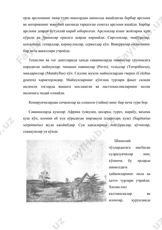 тоси). ҳашаротлар фаунаси бой ва хилма-хилдир. ҳашаротлар орасида термитлар айниқса катта роль ўйнайди, уларнинг тупроқдан қилган баланд инларини кўпинча саваннада учратиш мумкин. чекка шимолдаги каби бу ерда ҳам чигиртка катта зарар келтиради. цеце пашшаси хавфлидир. цеце пашшаси чаққанда кишилар уйқу касалига, чорва моллари эса наган касалига мубтало бўлади. шунинг учун ҳам африканинг баъзи бир жойларида, хусусан ғарбда қорамол ва от боқиш мумкин эмас. сернам тропик ўрмонлари фаунага африканинг яланг жойларидагичалик бой бўлмаса ҳам, ҳайвонлари ўзига хосдир. ўрмонларда ўтхўр ҳайвонлар камроқ ва бинобарин, йиртқичлар ҳам кам. туёқлилардан ўрмонлар учун жирафага ўхшаш окапи (ocapia johnstoni) характерлидир. бу қўрқоқ ва эҳтиёткор ҳайвон қалин ўрмонлар орасига яшириниб олади. шунингдек, ўрмон антилопалари, сув буғучаси, ёввойи чўчқа, буйвол, бегемот учрайди. йиртқич ҳайвонлар ёввойи мушук, қоплон, чиябўри ва виверралардан иборат. кемирувчилардан чўтка думли жайра ва бигиз думли учар кўршапалаклар бор. 127. термит уяси (в. в. добровольский фотоси). ўрмонларда маймунлар хилма-хилдир. кўпгина маймунлар дарахтлар тепасида яшайди. мартишкалар, павианалар, …