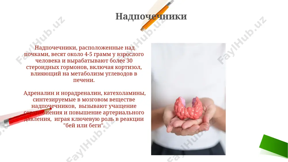 эндокрин безлар - Page 3