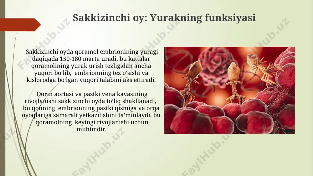 urak qorinchalari va boʻlimlarining shakllanishi kuzatiladi, bu esa keyinchalik samarali qon aylanishini taʼminlaydi. birinchi oyda, qon tomirlarining boshlangʻich shakllanishi, xususan, allantois va sarigʻi xaltasidagi kapillyar toʻrlarning rivojlanishi, embrionning oʻsishini taʼminlaydigan kislorod va ozuqa moddalarining yetkazib berilishini boshlashda muhim rol oʻynaydi. toʻrtinchi oy: katta qon aylanish doirasi embrionning toʻrtinchi oyida yurak tezligi daqiqada 120-160 zarbaga yetishi mumkin va bu katta qon aylanish doirasining samarali ishlashini taʼminlaydi. bu tezlik samarqanddagi tibbiyot olimlarining tadqiqotlariga koʻra, normal hisoblanadi. katta qon aylanish doirasining toʻliq shakllanishi embrionning toʻrtinchi oyida tugallanadi, ammo 20 ga yaqin limfa tugunlari rivojlanishi davom etadi, bu immun tizimining shakllanishida muhim ahamiyatga ega. oltinchi oy: placenta orqali qon aylanishi homila qonining platsenta orqali o'tish tezligi oltinchi oyda taxminan 100 ml/minutga etadi, bu tezlik esa qonning filtrlanishi va kislorod bilan to'yinishi uchun yetarli bo'ladi, bu haqda buxoro tibbiyot kolleji ma'lumotlarida keltirilgan. placentada 20 dan ortiq turdagi gormonlar ishlab chiqariladi va oltinchi oyda ularning konsentratsiyasi …