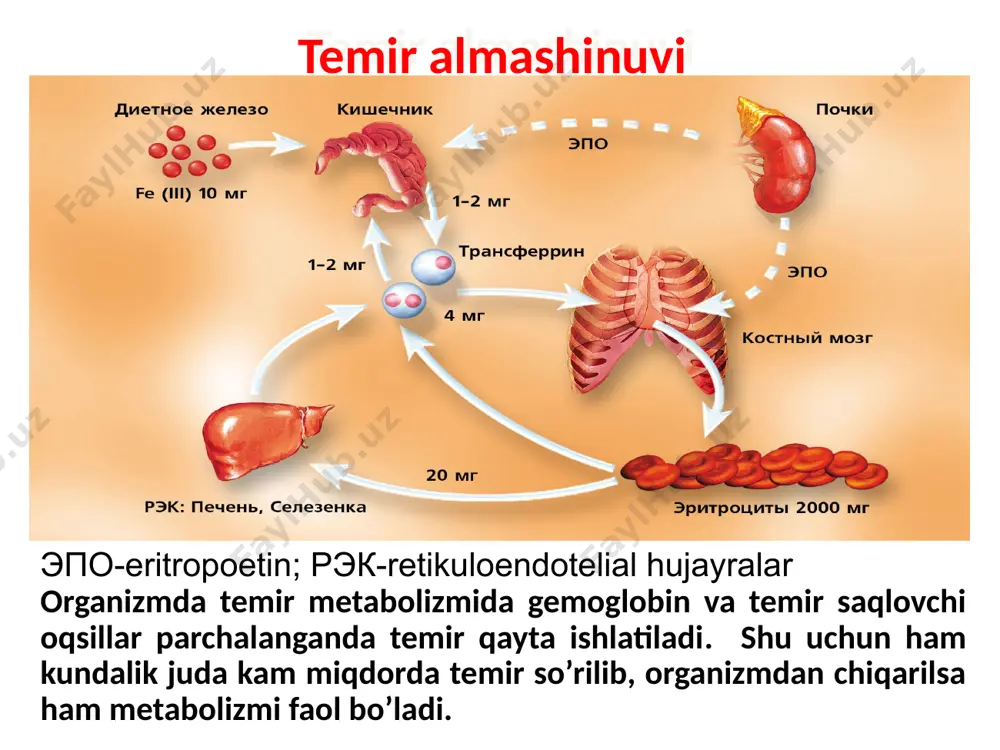 si, alkogolizm, homiladorlikda rivojlanishi mumkin. fk tanqisligida megaloblast anemiya rivojlanadi. klinikasi b12 ga nisbatan sustroq. qon tahlili - b12 tanqisligiday. foliy kislotasi bilan davolanadi. surunkali kasalliklar anemiyasi sabablari: yuqumli kasalliklar (sil, o’pka abssessi, osteomielit, pnevmoniya, infeksion endokardit) noinfeksion kasalliklar (revmatoid artrit, sqv, sarkoidoz, kron kasalligi) xavfli o’smalar (limfogranulematoz, limfomalar, leykoz, miyeloma) buyrak kasalliklari (sbye bilan) patogenezi 1) temir metabolizmi buzilishi endogen fe makrofaglarda tutilib qoladi va suyak ko’migiga kelmaydi 2) eritropoez supressiyasi 3) epo kam sintezlanishi 4) gemolitik jarayon davolash asosiy kasallikni davolash; eritropoetin buyurish (150-500 ме/kg haftaga 2-3 marta); eritrositar massa quyish; b guruh vitaminlari buyurish; аplastik anemiyalar (аа) suyak ko’migida qon yaratilishining chuqur buzilishi, proliferatsiya pasayib, hujayralar yetilishi sekinlashuvi, natijada anemiya, leyko- va trombositopeniya bilan kechadigan kasalliklar. аа gemopoezning uchchala hujayrasi yoki bir hujayrasi pasayishi bilan kechishi mumkin – parsial qizil hujayrali aplaziya. suyak ko’migining bir hujayrali aplaziyasi аgranulositoz, parsial qizil hujayrali aplaziya, amegakariositar trombositopeniya аa etiopatogenezi miyelopoez …