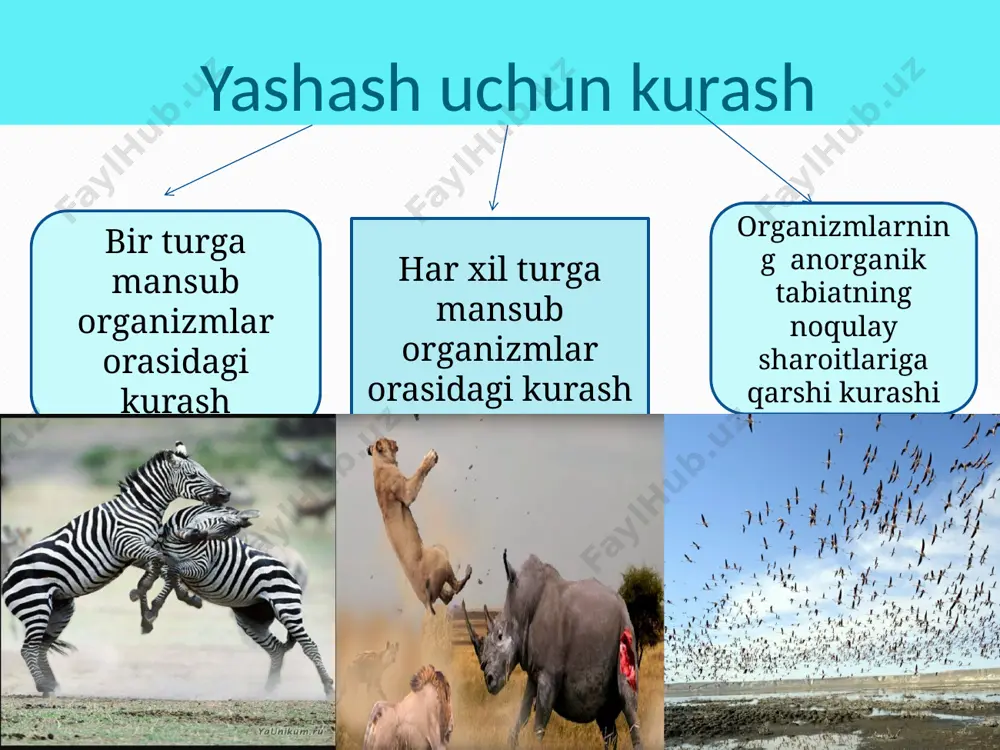yashash uchun kurash va uning turlari - Page 4