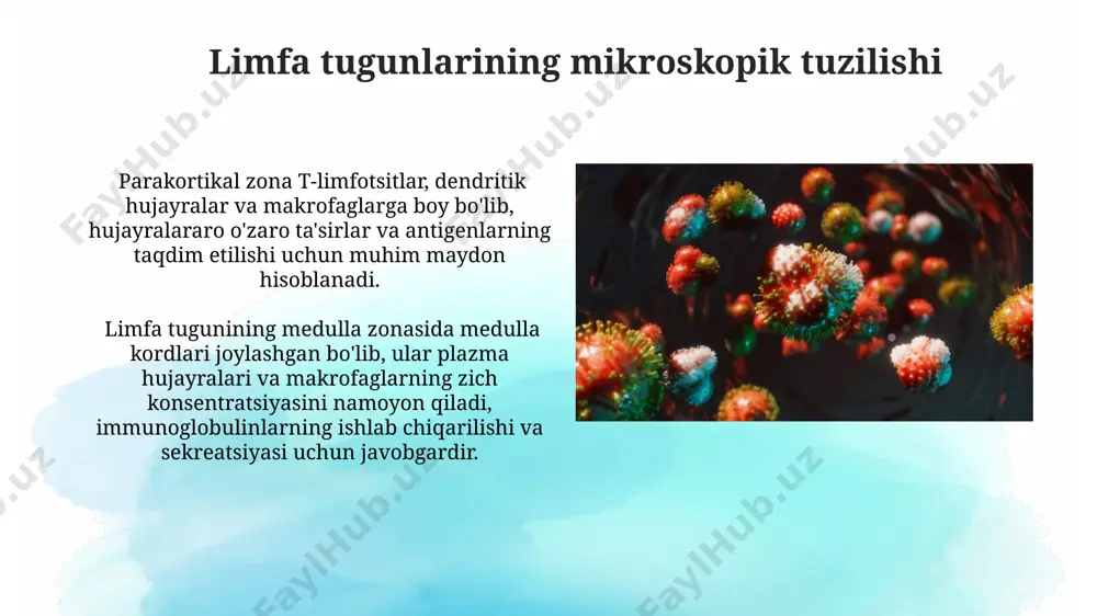 ujayralari immunoglobulinlarni sintez qilish va ajratish orqali muhim hissa qo'shadi, ularning ko'payishi yallig'lanish joylarida kuzatiladi. limfoid to'qimalarning, jumladan, timus, taloq va limfa tugunlarining 1-3 mm gacha bo'lgan follikulalari va parakortikal zonalari immun hujayralarining morfologik joylashuvi va ularning funksiyalarida muhim rol o'ynaydi. limfoid to'qimalarning tuzilishi limfoid to'qimalar asosan limfotsitlarning 2 ta asosiy turi – b-limfotsitlar va t-limfotsitlarning, shuningdek, dendritik hujayralar va makrofaglarning zich joylashuvi bilan tavsiflanadi. talpaning oq pulpasida asosan t-limfotsitlar, qizil pulpasida esa qon hujayralari va makrofaglarning yuqori konsentratsiyasi kuzatiladi, bu esa immunitet javobining turli jihatlarida ularning o'ziga xos rolini aks ettiradi. immunoglobulinlarning tuzilishi va funksiyasi immunoglobulinlarning y shaklidagi tuzilishi ikkita ogʻir (h) va ikkita yengil (l) zanjirdan tashkil topgan boʻlib, har bir zanjirda oʻziga xos antigen bogʻlovchi mintaqalar (paratoplar) mavjud. igg, iga, igm, igd va ige kabi 5 ta asosiy immunoglobulin izotuipi mavjud boʻlib, ularning har biri oʻziga xos funksiyalarga va organizmda tarqalish joylariga ega. masalan, igm birinchi darajali …