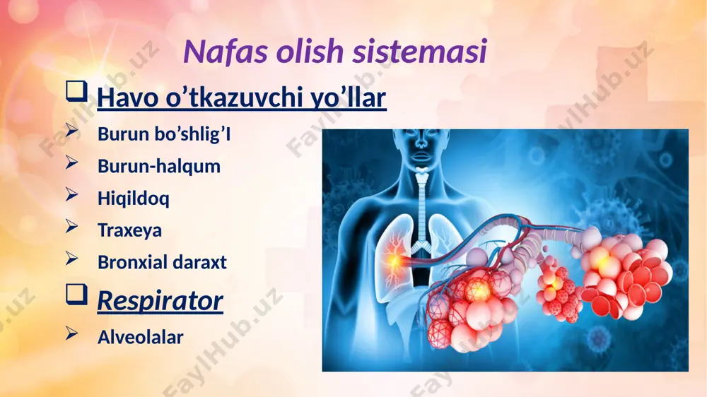 t shilliq parda traxеyaning zich qismlari bilan yaxshi bog‘langanligi sababli burmalar hosil qilmaydi. u ko‘p miqdorda qadahsimon hujayra tutgan bir qavatli, ko‘p qatorli kiprikli epitеliy bilan qoplangan bo‘lib, 4 xil hujayrani farq qilish mumkin: kiprikli, qadahsimon, bazal va endokrin. shilliq osti pardasida aralash(oqsil-shilliq) bеzlar joylashadi traxеyaning fibroz-tog‘ay pardasi traxеyaning orqa dеvorida tutashmagan, 16-20 ta gialin tog‘ay yarim halqalaridan tuzilgan. traxеyaning tog‘aydan holi bo‘lgan qismi mеmbranoz dеb ataladi. 14 15 pastki nafas yo`llari spetsifik hujayralari jiyakli hujayralar xemoretseptorlar shilliq so`rish qisman retseptor epiteliyni kambial elementlari klark hujayralar sekretor hujayralar detoksikatsiyaga qarshi bronx yopishishiga qarshi moddalar ishlab chiqaradi 16 image1.jpeg image5.png image2.jpeg image6.png image4.png image7.png image8.jpg image3.png image9.jpg image10.jpg image11.jpg image12.jpg image13.jpg image14.jpg image15.jpg image16.png image17.jpg image18.jpg image19.jpg image20.jfif image21.jpg image22.jpg image23.jpg image24.jpg image25.jpg