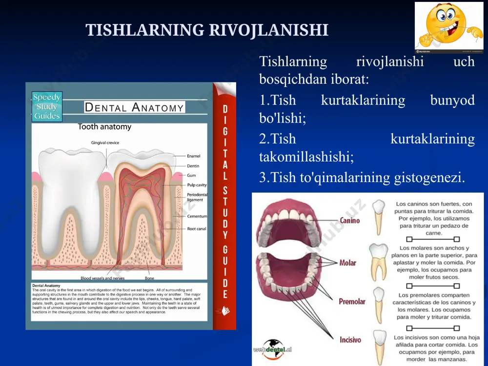 a h.k.) tishlarning nafaqat chiqish muddatlari, balki tartibi ham buzilishi mumkin. 4 тишлар- dentеs тишларнинг қуйидаги қисмлари бўлади: тож қисми - coronа dentis; 2) бўйин қисми - collum dentis; 3) илдиз қисми - radiх dentis. тишларнинг тож қисми альвеоляр ўсимталардан чиқиб турса, тишларнинг бўйин қисми милк билан ўралган бўлади, тишнинг илдиз қисми эса альвеоляр ўсимталар ичидаги чуқурчаларда жойлашади. тишларнинг бўйин қисми милклар билан ўралганида тиш тожининг милклардан чиқиб турган қисми клиник тож – corona clinica дейилади. қолган қисми эса клиник илдиз – radix clinicа дейилади. тишлар- dentеs таркиби тишнинг қаттиқ моддасини дентин - dentinum ташкил этади. тиш тожи соҳасида бу модда эмаль - enamelum билан қопланиб, тиш илдизи соҳасида эса цемент - cementum билан қопланган бўлади. тишларнинг тож қисмлари ёнма - ён жойлашиб тиш қаторларини ҳосил этади. доимий тишлар ҳар бир жағда 16 тадан бўлиб, ёйсимон шаклда терилган бўлади. юқори жағ тишларнинг равоғи – arcus dentalis maxillaris, пастки жағ тишларнинг …