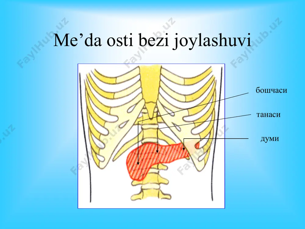 i; • grey-terner simptomi – qorinning yon devori va bel sohasi tsianozi; • gryunvald simptomi – kindik soha terisidagi petexial toshmalar. • uzi oshqozon osti bezining chin kistasi rankreatit differentsial diagnostikasi me’da va 12 b.i yara kasalligi tutqich tomirlar trombozi yoki emboliyasi o`tkir ichak tutilishi surunkali xolsetitsit surunkali gepatit laborator diagnostika • qon tahlilida gipoxrom anemiya, leykotsitoz, for- mulaning chapga siljishi, echt ni ko`tarilishi. • me’da osti bezi fermentlaridan amilaza (diasta-za) miqdorining qon va siydikda ortishi. • kaliy, natriy, kaltsiy ionlari va qand miqdo-rining ortishi, gipo va disproteinemiya. • qonda giperfibrinogenemiya va s-reaktiv oqsil miqdorining ortishi. • • rentgenologik tekshiruv, • endoskopik tekshiruv • ultratovush yordamida tekshiruv • kompyuter tomografiya, • angiografiya • laparoskopiya • maxsus tekshiruv usullari angiografiya surunkali pankreatit davosi • surunkali pankreatit davosi davomli. kompleks o`tkazilishi kerak • asoratlanmagan surunkali pankreatitda asosiy davo konservativ xisoblanadi. xurujlararo davrda parxez. kunlik 150 g oksil, 30-40 g yoglar, 350- 400 …