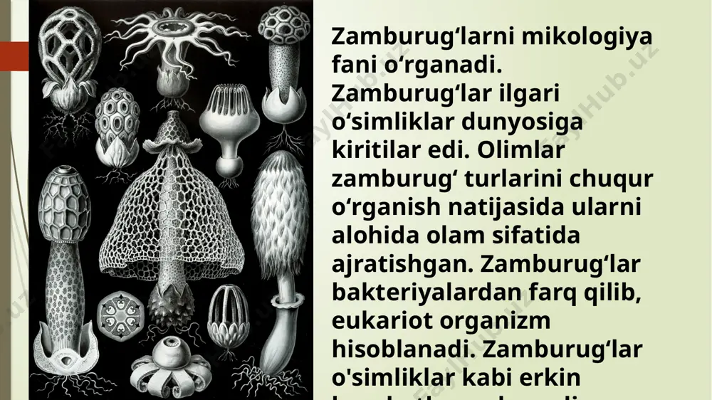 zamburug’larning umumiy xususiyatlari - Page 4