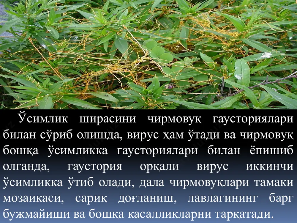уст ойларида уруғ хосил қилади. европа зарпечаги (сuscuta europaea l.) томаки, сирен, смородина каби ўсимликларда , буталарда ва ёш кўчатларда паразитлик қилади. зарпечакнинг зарарини камайтириш учун профлактик, агротехник ва кимёвий усулларни комплес олиб боришни талаб қилади. экинлар уруғлигида унинг уруғини бўлмаслигига эришиш керак. экинзорлардан, ариқ бўйларидан канал ёқаларидаги қолдиқларини йўқ қилиш керак. леман чирмовуғи ёки девпечаклар - c. lehmanniana bge. леман зарпечаги (сuscuta lehmanniana) нинг пояси ипсимон, йўғонлиги 2 мм гача бўлиб, шохланган, қизғиш рангда бўлади. гули бинафша, ўтроқ, гул банди 3 мм гача, шингил тўп гул ҳосил қилади (6-расм). леман зарпечаги меваси – резовор, бир йиллик ўтсимон ўсимликларда, бегона ўтларда кенг тарқалган. бир йиллик ўсимлик бўлиб, чирмовуқдошлар оиласига мансуб. бошоқсимон тўпгули 8 см гача узунликда бўлиб, поянинг учида хосил бўлади. тугунчаси ва кўсакчаси тухумсимон, катталиги 5-6мм, меваси 3-4 уруғли. республикамиз шароитида июнь-сентябрь ойларида гуллаб уруғлайди. ариқ, канал ва дарё бўйларида, боғ ва токзорларда бегона ўт сифатида учраб паразит ҳолда …