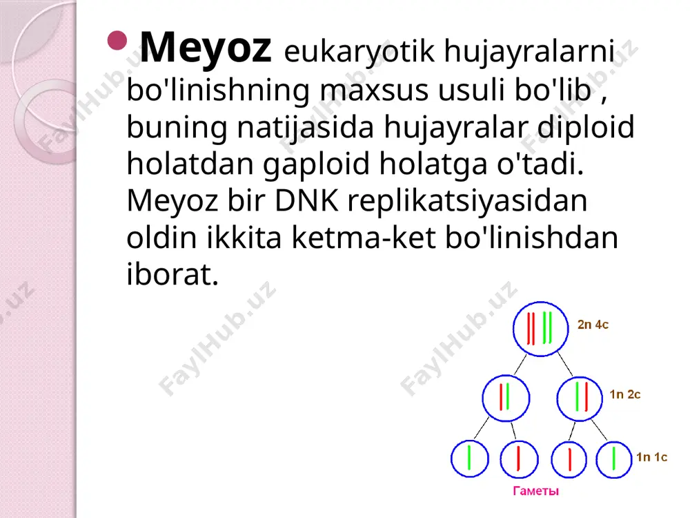 itta xromosoma bir qutbga, ikkinchisi boshqa qutbga o'tadi), xromosomalarning rekombinatsiyasi. i telofaza 1 (har bir hujayrada 1 n 2 c ) - dihromatid xromosomalar guruhlari atrofida yadro membranalarining shakllanishi , sitoplazmaning bo'linishi. ko'pgina o'simliklarda hujayra 1-anafazadan darhol 2-fazaga o'tadi. ikkinchi meiotik bo'linish (meyoz ii ) tenglama deb ataladi . interfaza ii yoki interkinez ( 1n2c ) birinchi va ikkinchi meiotik bo'linishlar orasidagi qisqa tanaffus bo'lib, unda dnk replikatsiyasi sodir bo'lmaydi. hayvon hujayralarining xarakteristikasi. ii profaza 2 (1 n 2 c ) - yadro membranalarining demontaji, sentriolalarning hujayraning turli qutblariga ajralishi, shpindel filamentlarining shakllanishi. ii 2-metafaza (1 n 2 c ) - bixromatid xromosomalarning hujayraning ekvator tekisligida (metafaza plitasi) tekislanishi, shpindel filamentlarining bir uchida sentriolalarga, ikkinchisi esa xromosomalarning sentromeralariga birikishi; odamlarda oogenezning 2 bloki. ii anafaza 2 (2 n 2 s ) - ikki xromatidli xromosomalarning xromatidalarga bo'linishi va bu opa-singil xromatidalarning hujayraning qarama-qarshi qutblariga ajralishi (bu holda xromatidalar mustaqil bir …