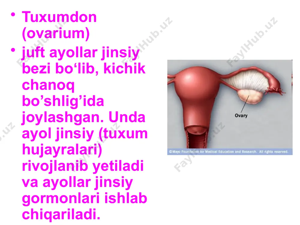 ayollar jinsiy tizimazolari anatomiyasi - Page 5