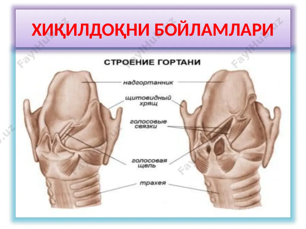 nqitis atropica chronica) касалликни клиник кечиши атрофик жараённи қандай даражада тарқалишига боғлик бўлади. беморлар овозни хириллашига, томоқни қуруқшаб,ачишишига,баъзан қичишишга, ёт жисм борлиги хиссиётига, балғам ажралиши қийин бўлган йўталга шикоят қиладилар. хиқилдоқнинг ўткир ва сурункали қисилишлари (стенозлари) яшин тезлигида қисилиш-бу холат бир неча сониядан бир неча дақиқада пайдо бўлади (хиқилдоққа ёт жисм тушганда) . ўткир қисилиш-бир неча соатдан бир кеча-кундузда пайдо бўлади (хиқилдоқ ангинасида, хиқилдоқни куйишда ва шишларида) . ўткир ости қисилиши-бундай вазият бир кеча-кундуздан бир хафта давомида пайдо бўлади (хиқилдоқ бўғмаси, жарохати, хиқилдоқни турли юқумли касалликларида ва хиқилдоқни қайтувчи нервларини фалажлигида) . сурункали қисилиши-бир хафтадан бошланиб, бир неча йиллар давом ида ривожланиши мумкин (хиқилдоқни турли юқумли касалликлари- захм,сил,склерома, ўсмалари, кисталари ва ортирилган хиқилдоқ чандиқларида) . хиқилдоқнинг ўткир ва сурункали қисилишлари даражалари компенсация босқичи. бу босқичда нафас олиш билан чиқариш оралигидаги вақт қисқаради, нафас олиш секинлашган,аммо чуқурлашган ва шовқинли бўлади. овоз ёриги 6-7 мм ташкил этади. тўлиқ бўлмаган компенсация босқичи. бу …