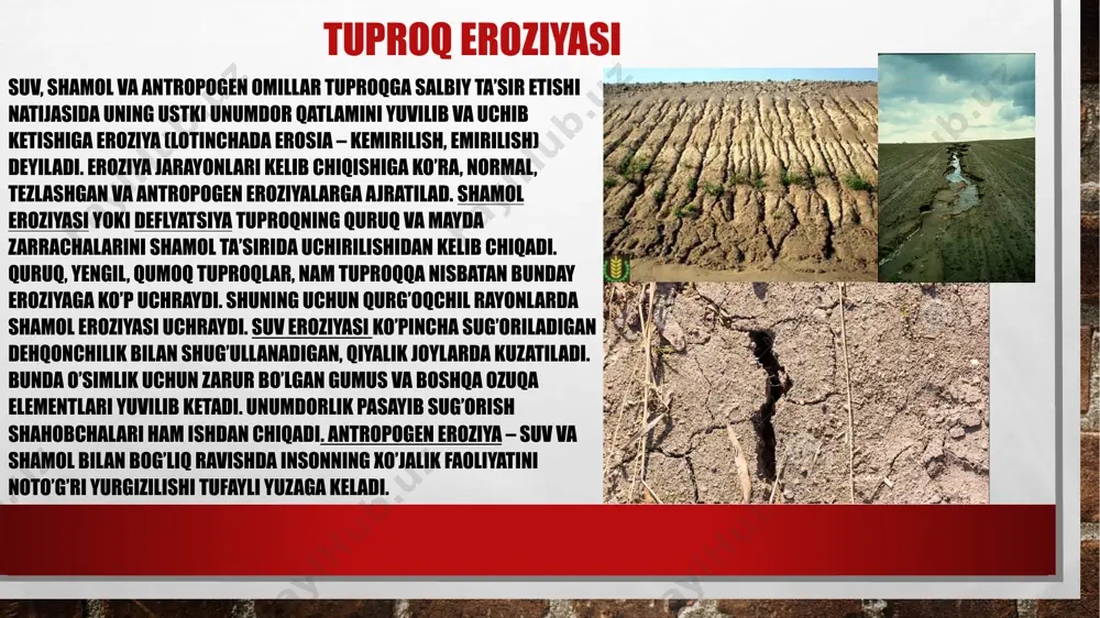 qda gumus miqdori kamayadi va agroximik, suvning fizik xossalari yomonlashadi. deflyatsiyaga uchragan yerlar farg‘ona, surxondaryo, qashqadaryo, buxoro viloyatlarida uchraydi. ayniqsa, sezilarli darajada deflyatsiya orol dengizi qurishi hisobiga qoraqalpog‘iston respublikasida uchraydi. orol dengizining qurigan tubidan chang, qum, tuz kabilar o‘zbekistonning yuzlab kilometr masofalariga tarqalmoqda. o‘simlik qoplami degradatsiyasi o‘simlik qoplami degradatsiyasi - (tur tarkibi, zichlik va holatning o‘zgarishi) cho‘llanishning eng ko‘p tarqalgan va oson aniqlanadigan jarayonlaridan biridir. degradatsiya - (fran. degradation – asta-sekin yomonlashuv) – biron bir narsa yoki holatning son va sifat jihatdan oldingi holatidan yomonlashuvi, yemirilishi. degradatsiya – hosildorlik kamayishi, fotosintetik faoliyat va o‘simlik qoplamining landshaftni muvozanatlab turadigan funksiyasini pasayishi bilan izohlanadi. asosiy sabab esa, inson ta’siri va shuningdek, kuchayadigan salbiy omillardir (masalan: qurg‘oqchilik, bug‘lanish va boshqalar). foydalanilgan adabiyotlar: “tuproqlarning ifloslanish muommolari va muhofaza qilish tadbirlari” t.a.abdraxmanov, z.a.jabbarov, m.f.fahrutddinova. 2008-yil. “o’quv metodik qo’llanma” tosheva maftuna. 2018-yil toshxo’jayev r. “agrokimyo” tdpu, 2008-yil. internet saytlari: www.ziyonet.uz www.agro.uz www.geografiya.for.uz www.ima.uz image4.png image5.jpg image6.jpg …