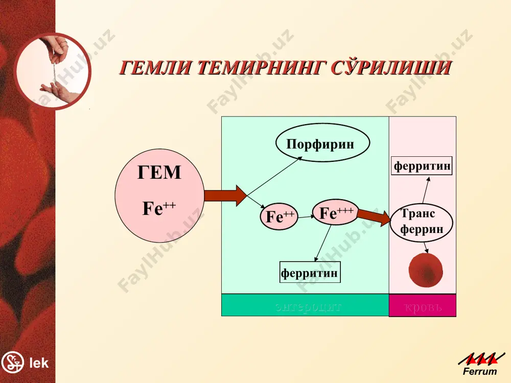 и 3-м триместрах беременности. темир етишмовчилиги – куп учрайдиган ҳолат юқори хавф гурухга кирувчилдар : болалар ўсмирлар ҳомиладорлар медицинском отчете воз за 1998 год сообщалось, дунёда 3.6 миллиард инсонлар темри етишмайди, шулардан 1.8 миллиарди темир танқислиги камқонликдан касалланган. мы видим, что дефицит железа и в россии, и в мире – частое состояние. почему? ттк асосий сабаблари организмнинг темирга нисбатан талабнинг ошиши темирнинг алиментар етишмовчилиги балансланмаган овқатланиш натижасида ёки темирнинг сўрилишини бузилиши натижасида темирни организмдан йўқотилиши натижасида, туғилган вақтда темирнинг етишмовчилиги натижасида повышенные физиологические потребности -быстрый рост: грудной возраст, подростковый период -менструация -беременность сниженное поступление железа -пища, содержащая недостаточное количество железа -нарушенное всасывание железа (гельминтозы, резекция желудка) кровопотери а: из жкт: -энтеропатия, обусловленная приемом коровьего молока -язвенная болезнь желудка и 12-перстной кишки -воспалительные заболевания кишечника -меккелев дивертикул -прием лекарств: салицилаты -глистная инвазия б. другие: -гемоглобинурия -ятрогенные -идиопатический легочный гемосидероз -интенсивные физические упражнения темир етишмовчилиги камқонлиги камқонлик, темир етишмовчилиги сабаб бўлиб, уни …