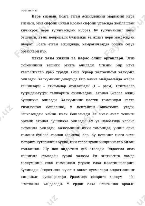 р-бир оловтаннинг улчами 3-5 мм ни ташкил килади. баъзи турларининг колониясини узунлиги 3-4 м га етади. асцидиялар барча денгиз ва океанларда таркалган. одатда улар 50 м чукурликда, баъзилари 2000-7000 м чукурликда хам таркалган. баъзи жойларда 1 м 2 жойда 8-10 минг донагача яшайди. 1 гектар жойдан асцидиялардан 300 кг гача клетчатка олиш мумкин. 2 – сальплар синфи – salpae сальплар эркин сузиб юриб, пелагик хаёт кечирувчи денгиз хайвонларидир. улар гавдасининг шакли бодринга ёки бочкага ухшайди (3 – расм). гавдасининг олдинги учига огиз, орка учига эса клоака сифонлари урнашган. бутун гавдаси юпка, тиник парда билан уралган, хайвонни халка сингари ураб олган мускул ленталари шу туникадан куриниб туради. сальпларнинг халкуми ва жабра олди бушлиги гавдасини деярлик тулдириб туради. бу бушликларнинг уртасида орка усимта деган парда ажратиб туради. бу пардада жабра тешиклари – стигмалар жойлашади. хайвон куриниб турган мускул ленталарини олдиндан оркага караб кискартиради ва сувни клоака сифонидан куч билан отиб чикаради. узи …