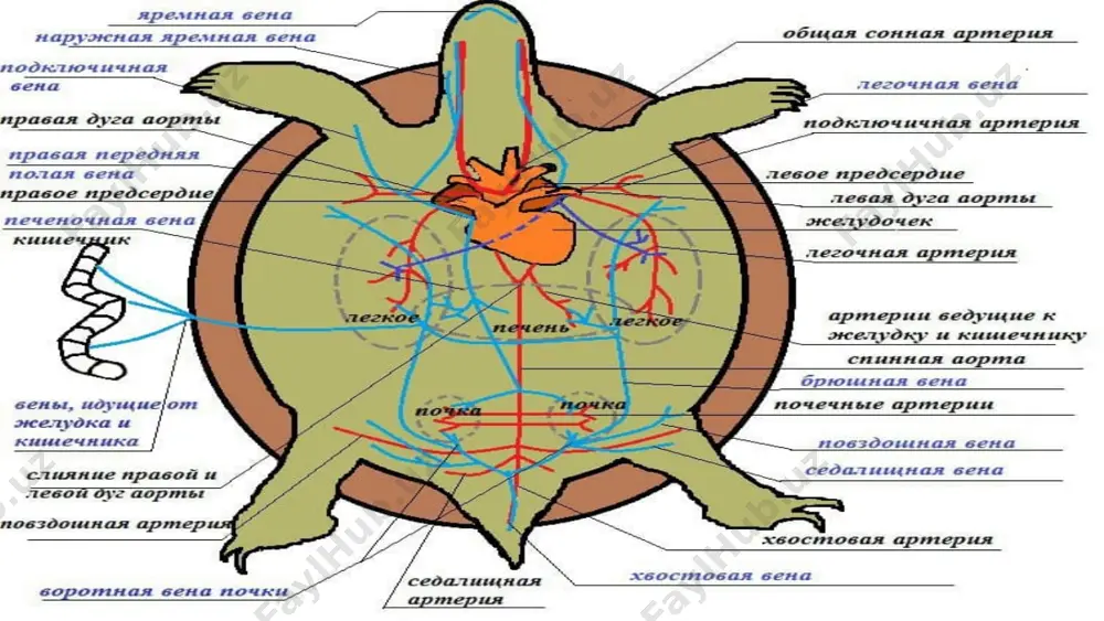 og'iston respublikasining tog' etaklarida cheklangan hududda topilgan. fil yoki galapagos toshbaqasi (lat. chelonoidis nigra) yer yuzidagi toshbaqalar oilasining eng katta a'zosi hisoblanadi. fil toshbaqalari 250-200 million yil oldin trias davri atrofida yerda paydo bo'lgan. shu vaqt ichida ularning qiyofasi o'zgarmadi.hozirda fil toshbaqasining 15 kichik turi ma'lum bo'lib, ulardan 5 kichik turi allaqachon yo'q bo'lib ketgan. galapagos toshbaqasi kattaligi bilan barchani hayratga soladi, chunki vazni 300 kg va balandligi 1 m gacha bo'lgan toshbaqani ko'rish ba’zi odamlarni cho’chitishi ham mumkin, uning diametri 1,5 metrga yetadi. yon bo‘yinli toshbaqalar (pleurodira) kenja turkumi ushbu kenja turkum vakillari boshi va bo'ynini gorizontal tekislikda yon tomonga burib plastron bilan karapaks orasidagi bo'shliqqa joylashtiradi. ular janubiy yarimsharda: avstraliya, janubiy afrika va janubiy amerika chuchuk suvlarida yashaydi. asosiy vakillariga arrau yoki tartaruga (podocenem expansa), matamata, argentina ilonbosh toshbaqasi va boshqalar kiradi. arrau toshbaqasi ancha yirik bo'lib, qalqonining uzunligi 80 sm gacha boradi. ularning go'shti, tuxumi, yog'i ovqatga …