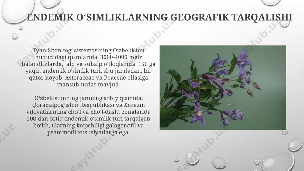 oʻzbekiston florasi endemlari - Page 4