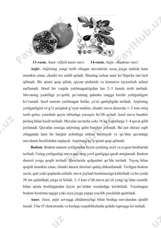 yuqori baholanadi. qulupnay mevasining tarkibida 4–11 foizgacha qand, 0,3–1,6 foizgacha kislota, 0,1–0,4 foiz oshlovchi va bo’yoq moddalar bo’ladi. qulupnayning 450 ga yaqin turi mavjud. o’zbekistonda esa uning 42 turi hamda jaydari turlari ekiladi va keng tarqalgan navlarga quyidagilar kiradi: zengazengana, kulver, madam muto, festivalniy, dilbar, uzbekistanskaya, pamyat shredera va boshqa mahalliy navlar. 16-rasm. qulupnay. «kulver» navi. 17-rasm. qulupnay. «madam muto» navi. foydalanilgan adabiyotlar ro’yxati 1. ампелография, малораспространенные сорта. – москва, «колос». – 1966, 627-bet. 2. «bog’, tokzor va sabzavot-poliz ekinlarini zararkunanda hamda kasalliklardan himoya qilishga oid spravochnik». – toshkent, uzdavnashr. – 1962, 318–337-bet. 3. bo’riyev x. «havaskor bog’bonga qo’llanma». – toshkent. «sharq» nmak. – 2002, 208-bet. 4. mirzayev m. va boshqalar. «bog’ va tokzorlardan yuqori hosil olish omillari». – toshkent. – 1998, 21-bet. 5. mirzayev m.m., sobirov m.k. «bog’dorchilik va tokchilik». – toshkent, o’qituvchi. – 1975, 190-bet. 6. mevachilik. – t.; ma’ruzalar matni. – 1993. 7. ostonaqulov t.e. va boshq. …