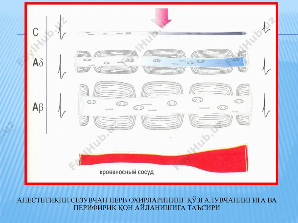 иши биологик усулда қўланилувчи малҳамлар кальций сақловчи воситалар: кальмецин calcipulpe dycal life calcimol reocap эвгенол сақловчи воситалар:cavitec, eugespad ex tempore малҳамлари: кальмецин+10% димексид эритмаси, лицозим+витамин малхами, суяк уни+гепарин малхами,уфн-1(100-150мвт.см2, 40-60 сек) биологик усул витал ампутация витал экстерпация кўрсатма: ўткир диффуз пульпит сурункали пульпит пародонтопатоген пульпит тиш тож қисмининг синиши биологик усул бесамара бўлганда ортодонтик, хирургик, терапевтик кўрсатма асосида қарши кўрсатма: ўтиб бўлмайдиган илдиз каналлари илдизи сўрилаётган сут тишлари илдизи шаклланмаган доимий тишлар анестезияни кўтара олмайдиган пациентлар тиш бўшлиғини очиш кариоз бўшлиқни чархлашнинг хамма босқичларини ўтказиш . кариоз бўшлиққа антисептик ишлов бериш. пульпа усти гумбази қолдиқларини олиб ташлаш, тиш бўшлиғини очиш антисептик остида тиш бўшлиғидан экскаватор ёрдамида путрид массани олиб ташлаш канал оғзини кенгайтириш буюм ойначасининг ғадир будир тарафига 2 томчи антисептиклар томизиш канални медикаментоз ювиш хлор сақловчи воситалар перикись водород йод сақловчи воситалар нитфуран қатори воситалари тўртламчи аммонийли бирикмалар карбамид протеолитик ферментлар илдиз каналини ювиш ва кенгайтириш илдиз каналларига тиббий …