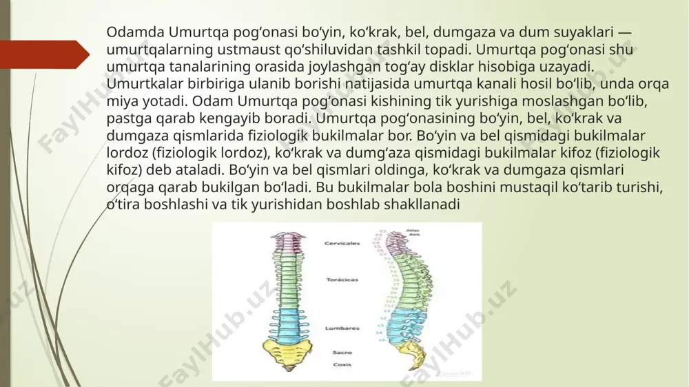 agan. i dum umurtqasida dumg’aza suyagi bilan bo’g’im hosil qiladigan uncha katta bo’lmagan tanadan tashqari dum shoxi (cornu coccygeum) ham bor. qovurg'a qovurg’a (costae) (11-rasm) 12 juft bo’lib, orqa tomondan ko’krak umurtqalarining tanasiga birikadi. qovurg'a ikki: orqa uzun qismi-suyak qovurg’a (os costale), oldingi qisqa qismi-tog’ay qovurg’adan (cartilago costalis) iborat. yetti juft (i-vii) yuqoridagi qovurg’alar tog’ay qismlari bilan to’sh suyagiga birikadi va chin qovurg’alar (costae verae) deb ataladi. viii-x juft ovurg’alar tog’ayi to’sh suyagiga yetib bormay, yettinchi qovurg’a tog’ayiga birikkani uchun yolg’on qovurg’alar deyiladi. 22 to’sh suyagi. to’sh suyagi (sternum) (10-rasm) frontal sathda joylashgan yassi suyak. to’sh suyagi uch qismdan iborat. uning yuqorigi qismi-to’sh suyagi sopi, o’rta qismi-tanasi va pastki qismi-xanjarsimon o’simtasi tafovut qilinadi. to’sh suyagining sopi (manubrium sterni) to’shning kengaygan va qalin qismi. sopning yuqori qismida uncha chuqur bo’lmagan bo’yinturuq o’ymasi (incisura jugularis) bor. uning yon tomonlarida o’mrov suyagi birikkadidan o’mrov o’ymasi (incisura clavicularis) joylashgan. undan pastda to’sh suyagi sopining …