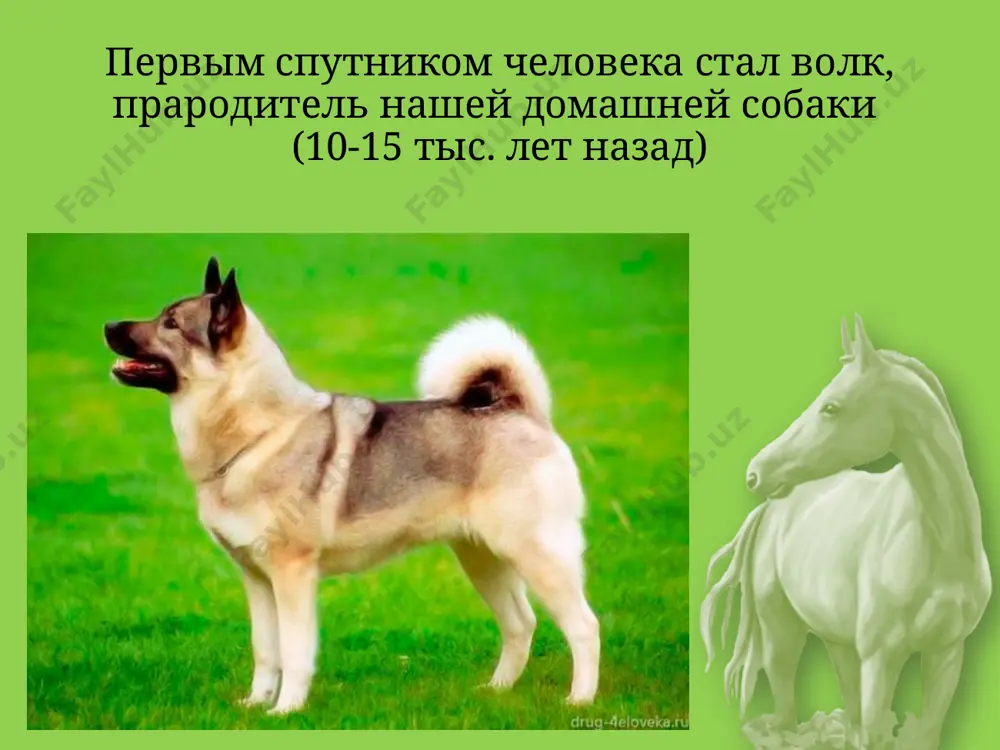 и человеку. сегодня животные вызывают у нас искренние, сильные чувства, нередко становясь членами семьи. спасибо за внимание image2.jpeg image3.jpeg image4.jpeg image5.png image6.png image7.png image8.png image9.jpeg image10.png image11.png image12.png image13.png image14.png image15.png image16.png image17.png image18.jpeg image19.png image20.png image21.png image22.png image23.png image24.png image25.png image26.png image27.png image28.png image29.png image30.png image31.png image32.png image33.png image34.png image35.png image36.png image1.png