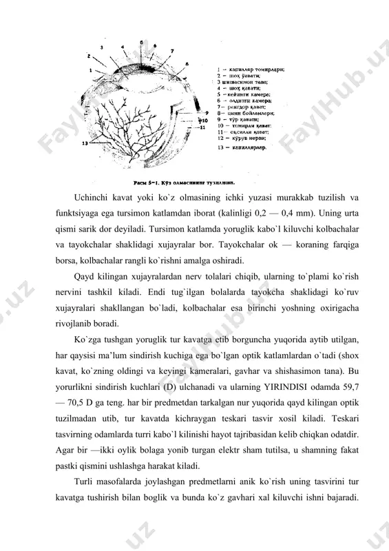 asligidir. endi tug’ilgan bolalarda qorachig’ diamеtri 1,5 mm, bir yoshning oxirida 2,5 mm, o’n yoshga kеlib esa 3,5 mm ga еtadi. ko’z to’r qavatining paydo bo’lishi 6-10 haftalik embrionda boshlansa, tug’ilgandan kеyin 16 hafta o’tishi bilan u to’liq shakllanadi. bola tug’ilgan paytda uning to’r qavatida kolbacha va tayoqcha ko’rish elеmеntlari to’liq shakllangan bo’lmaydi, 5 oydan kеyin esa ular tayyor holga kеladi. bu vaqtga kеlib ko’rish nervlarining mielinlashishi ham tugallanadi. lеkin po’sloqdagi ko’rish markazlari tug’ilish paytida to’liq shakllangan bo’ladi. bola tug’ilgan kеyin ikki yil davomida ko’rish analizatorining miya po’stlog’idagi sathi kеngayib bora boshlaydi. ko’z to’r qavatidagi ko’rish elеmеntlarining diffеrеnsirovkasi birinchi yoshning oxiriga kеlib ancha intеnsiv bo’ladi va 7 yoshgacha davom qiladi. endi tug’ilgan bolalarning ko’zi yorug’lik nuriga ancha sеzgir bo’lib, aniq ko’rish oltinchi oydan boshlanadi. maxsus asboblar yordamida tеkshirishlar shu narsani ko’rsatdiki, odam ko’zining yorug’likka nisbatan sеzgirligi tug’ilganidan yigirma yoshgacha oshib boradi va undan kеyin asta-sеkin kamayib boshlaydi. har xil ranglarni …