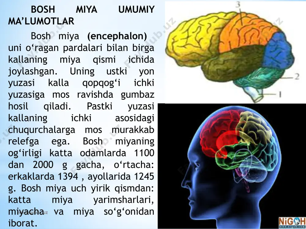 ing orqa tomonida oldingi ilma-teshik modda (substantia perforata anterior) joylashib, bu teshiklar orqali miya ichiga arteriyalar kiradi. ilma-teshik modda oralig‘ida ko‘ruv nervi kesishmasi (chiasma opticum) joylashgan. u ko‘ruv nervi (n. orticus) ii juft bosh miya nervi tolalaridan hosil bo‘ladi. ko‘ruv nervi orqa tomonga ko‘ruv trakti (tractus opticus) bo‘lib davom etadi. ko‘ruv nervi kesishmasining orqa tomonida kulrang tepacha (tuber cinereum) yotadi. uning pastki qismi torayib quyg‘ichni (infundibulum) hosil qiladi. quyg‘ichning uchida ichki sekretsiya bezi gipofiz (hypophysis) turadi. kulrang tepachaning orqa tomonida oq sharsimon shakldagi ikkita oq so‘rg‘ichsimon tana (corpora mamillaria) bor. so‘rg‘ichsimon tananing ikki yon tomonida bo‘ylamasiga joylashgan ikkita yo‘g‘on oq to‘sinlar singari miya oyoqchalari joylashgan. ular o‘rtasida oyoqchalararo chuqurcha (fossa interpedincularis) bo‘lib, uning tubini orqa ilma-teshik modda (substantia perforata posterior) hosil qiladi. bu teshiklar orqali miya ichiga qon tomirlar kiradi. miya oyoqchalarining ichki yuzasidan iii juft bosh miya nervi ko‘zni harakatlantiruvchi nervning (n. oculomatorius) ildizi ko‘rinadi. www.arxiv.uz miya oyoqchalarining tashqi …