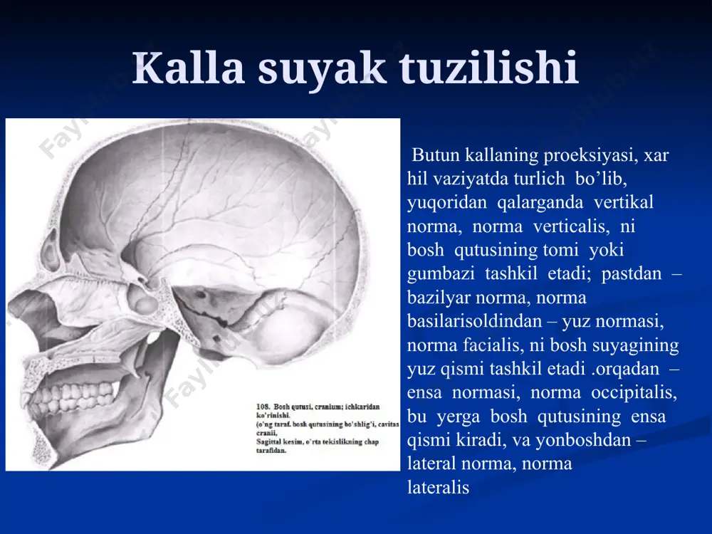 yanoq o’simtasining asosi, 6) ponasimon suyak katta qanotining chakka osti qirrsi, 7) ponasimonyanoq choki, 8) peshona suyagining yanoq o’simtasi, ko’zusti qirg’ogi peshona suyagining burun tomoni. bu chiziqdan yuqorida kalla gumbazi, pastida esa – kalla asosi joylashgan. kalla suyak choklari chaqaloq kalla suyaklari. oldingi kalla chuqurligi, fossa cranii anterior, sayozroq chuqurlikda. uning tubi peshona suyagining ko’z qizmi, pars orbitalis, ponasimon suyakning kichik qanoti, alae minores, va g’alvirsimon suyakning elaksimon plastinkasi, lamina cribrisa, dan yashil topgan. orqadan u kichik qanot qirg’og’i va egarchning do’mbog’i, tuberculum sellae, bilan chegaralangan. chuqurning chuqurroq qismi elaksimon plastinkaga to’g’ri kelib, bu yerda xo’roz toji qirrasi, crista galli, chiqib turadi va undan oldinda ko’r teshik, foramen cecum, joylashadi. o’rta kalla chuqurligi, fossa cranii media, yon qisimlari nisbatan chuqurroq: chuqurning markaziy qismida yutkegarchasi, sella turcica, chiqib turadi. egarchaning markazida esa gipofizar chuqurcha, fossa hypophysialis, joylashgan. o’rta kalla chuqurligining oldindan ponasimon suyakning kichik qanoti, orqadan egar suyanchig’i, dorsum sellae, va …