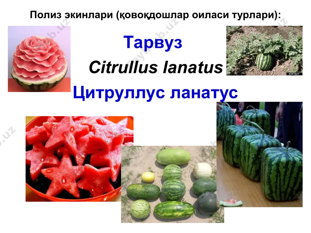 ҳам кўп учрайди. бу экинларнинг уруғбарги тупроқ юзасига чиққандан 3-4 ҳафта ўтганга қадар касалликка ўта чидамсиз. касаллик экин жуда сийрак бўлиб қолишига, ўсимликлар вақтидан олдин қуриб қолишига ва ҳосил пасайишига олиб келади. касалликка чидамли навлар мавжуд эмас. қишлоқ хўжалик фитопатологияси полиз экинлари касалликлари ва уларга қарши кураш чоралари полиз экинлари майсалари чириши кураш чоралари. иссиқхоналарда жорий қилинган об-ҳаво режимига қатъий риоя қилиш, ҳаво ва тупроқ ҳарорати 20-22ос дан паст бўлмаслигини таъминлаш, илиқ (20-25ос) сув билан суғориш; бодринг уруғини экиш учун тайёрланган тупроқ ёки компостга фунгицид солиш; зарарланган тупроқни экишдан олдин алмаштириш ёки зарарсизлантириш; уруғликни фақат соғлом экинлардан олиш; иложи бўлса, 3-4 йил сақланган уруғ ишлатиш; экишдан олдин уруғларни 50-60ос ҳароратда 4-5 соат давомида иситиш; қишлоқ хўжалик фитопатологияси полиз экинлари касалликлари ва уларга қарши кураш чоралари полиз экинлари майсалари чириши кураш чоралари (давоми). вирус ва б. касалликлардан зарарсизлантириш учун уруғларни икки босқичда иситиш (олдин 50-52ос да 3 сутка, кейин ҳароратни аста-секин …