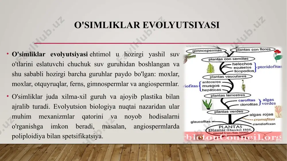di. qon tomir o'simliklarining qoldiqlari va ajdodlari 420 million yilga to'g'ri keladi. organizmlar o'sishi va rivojlanishi uchun gametofitik fazadan mustaqil, tarvaqaylab ketgan sporofit bilan ajralib turardi. ushbu o'lchamlar ularning kichik o'lchamlarini to'ldirdi - ular kamdan-kam hollarda ellik santimetrdan oshdi. qon tomir to'qimalari va ildizlarning ahamiyati qon tomir o'simliklari, ularning nomidan ko'rinib turibdiki, floemaga va ksilemaga bo'linadigan qon tomir to'qimalariga ega. ushbu tuzilmalar o'simlikning tanasida tuzlar va ozuqa moddalarining o'tkazilishi uchun javobgardir. lignified to'qimalarni sotib olish, o'simliklarning bryofitlar bilan solishtirganda kattalashishiga imkon berdi. ushbu novdalar pastga tushish va pasayishni oldini oldi va ozuqa moddalari va suvni balandliklarga etkazishi mumkin edi. foydalanilgan adabiyotlar audesirk, t., audesirk, g., va byers, b. e. (2004). biologiya: fan va tabiat. pearson ta'limi. kurtis, h., va schnek, a. (2006). biologiyaga taklif. panamerican medical ed. freeman, s., va herron, j. c. (2002). evolyutsion tahlil. prentice hall. futuyma, d. j. (2005). evolyutsiya. sinayer. raven, p. h., evert, r. f., …