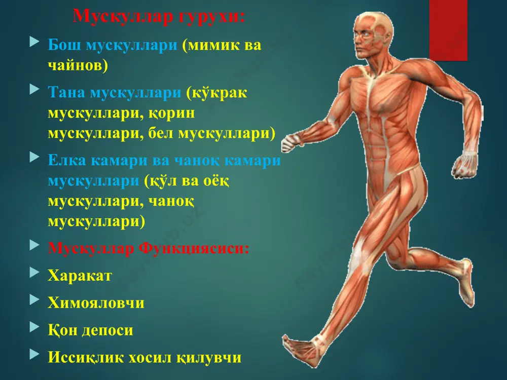 ортига жойлашган. бошланиши: пастки қовурғалар, ёнбош суягининг қирралари, қов бўғими. бирикадиган жойи: қориннинг оқ чизиғи. функцияси: қорин бўшлиғининг хажмини торайтиради, қовурғаларни олд томонга тортади. 4. қориннинг тўғри мускули бошланиши: қов суяклари бирикадиган жойи: v-vii жуфт қовурғаларнинг тоғайлари, тўш суягининг қиличсимон учи. функцияси: кўкрак қафасининг пастга туширади, умуртқани букади; тозни кўтаради апоневроз 5. пирамидасимон мускул бошланиши: қов суяклари бирикадиган жойи: қориннинг оқ чизиғи. функцияси: қориннинг оқ чизиғини тортади. 6. белнинг тортбурчак мускуллари бошланиши: ёнбош сукларининг қирраси, пастки бел умутқаларнинг ўсимтаси. бирикадиган жойи: xii жуфт қовурғалар. функцияси: икки тарафлама қисқариш вактида умуртқани вертикал холатда ушлайди, бир томонлама қисқариш вақтида умуртқани ўзи томон букади. орқа мускуллари 1. трапециясимон мускул энсанинг ташқи дўнглиги ўмровнинг акромиал учи куракнинг акромиал ўсимтаси ость лопатки бел мускуллари белнинг кенг мускули умуртқаларнинг ўсимтаси думғаза суягининг орқа томонини ёнбош суяги қирраси елка суягининг кичик тожиси микеланджело кентаврлар жанги муқаддас христофор vs геркулес фарнезский андреа мантенья кичик ганс голбейн микеланджело дони …