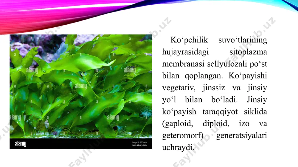 yashil suvo’ttoifa bo’limi - Page 5