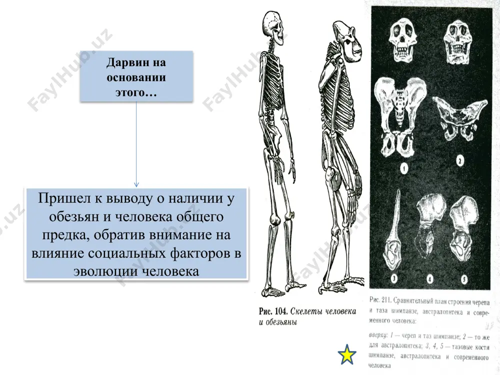 и (гоминиды) род – человек (homo) вид – человек разумный (homo sapiens) подвид – homo sapiens sapiens спасибо за внимание! image1.jpeg image2.jpeg image3.jpeg image4.jpeg image5.jpeg image6.jpeg image7.jpeg image8.jpeg image9.jpeg image10.jpeg image11.jpeg image12.jpeg image13.jpeg image14.png /docprops/thumbnail.jpeg